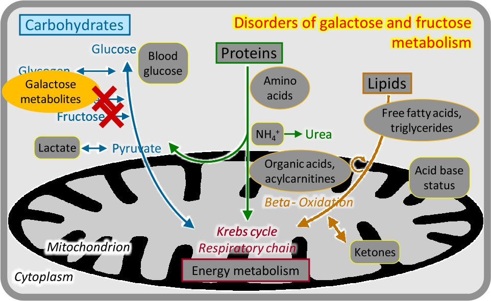 Figure 5 Disorders of galactose and fructose metabolism.