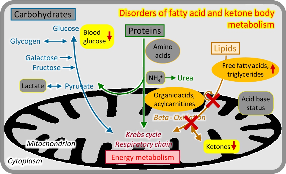 Figure 7 Disorders of fatty acid and ketone body metabolism.