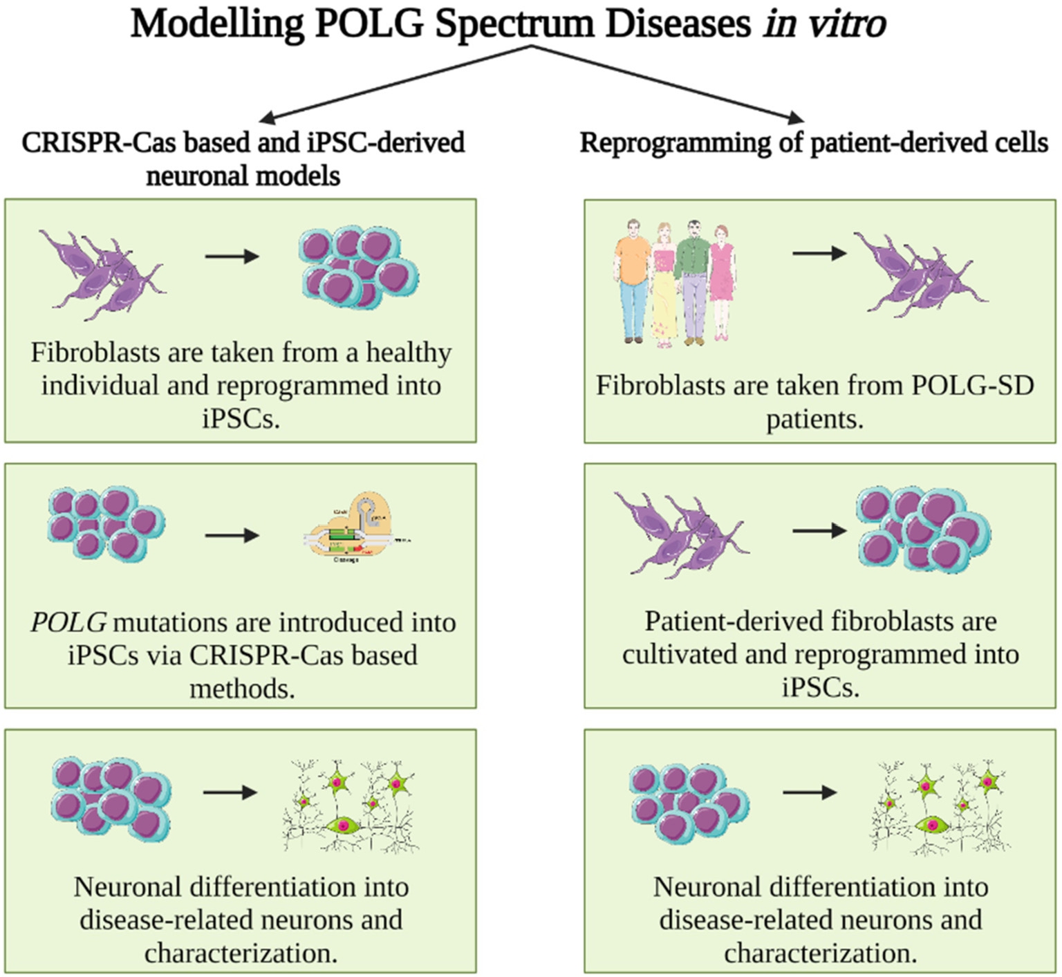 Figure 1
Schematic depiction of steps necessary for the study of human (iPSC-derived) neurons for the modeling of POLG-SDs in disease-relevant neurons. Left: Induced pluripotent stem cells (iPSCs) are obtained from either commercial suppliers or biobanks, which has the advantage that these cells are usually widely used and well characterized. However, disease-specific (i. e., here POLG) mutations have to be introduced via gene editing, e. g., through CRISPR-Cas technology. The original iPSC line can serve as isogenic control. Right: iPSCs can also be generated directly from affected patients by reprogramming of patient fibroblasts, which has the advantage that the obtained iPSC line is obtained from a patient whose genetic constitution in principle permits disease manifestation. Obtained cells should be thoroughly characterized to rule out reprogramming artifacts. Isogenic controls – if desired – have to be created via correcting the patient-specific mutation to obtain a corresponding (POLG) wild-type control.