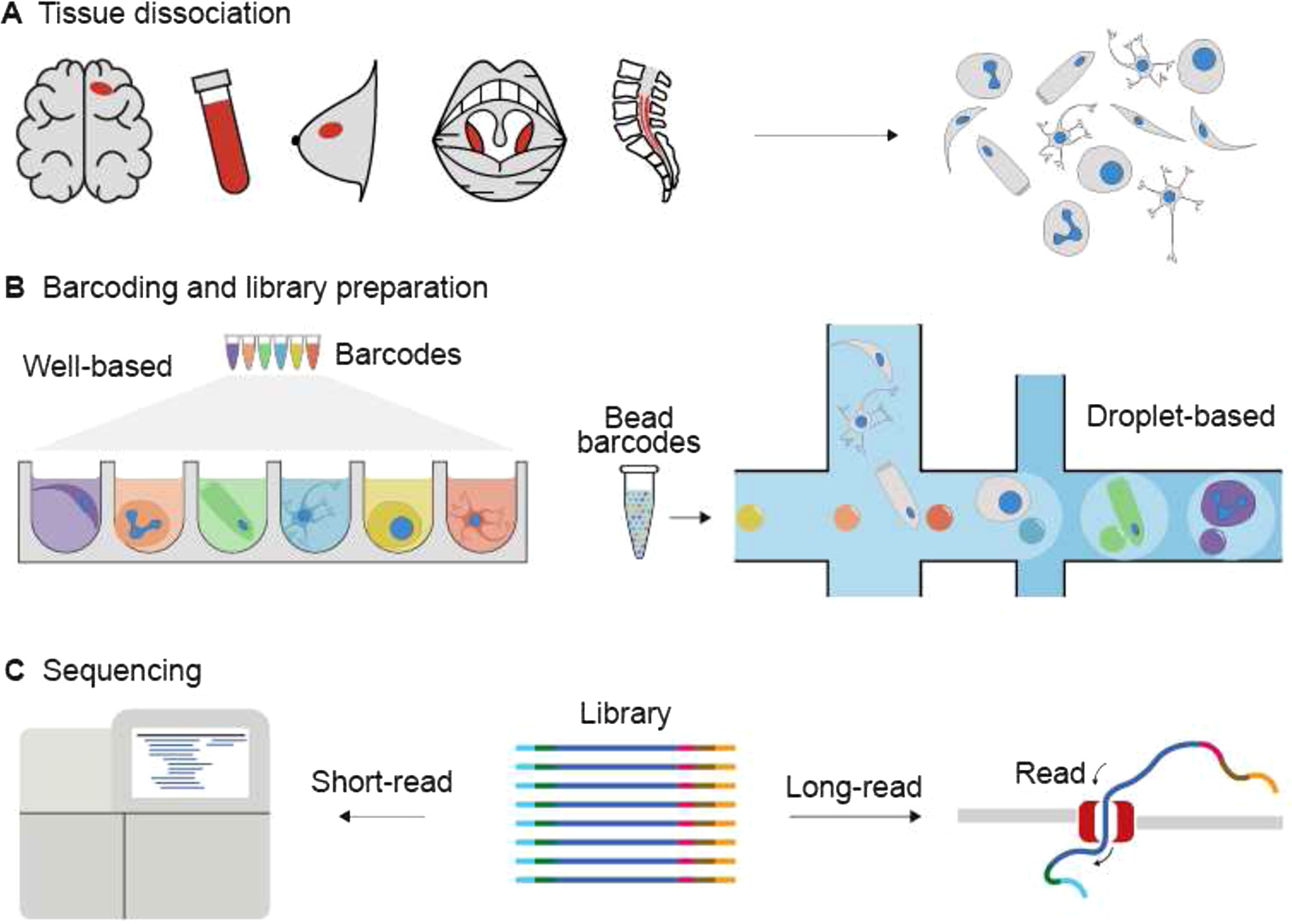 Figure 1 
The experimental workflow of sc-seq. (A) The workflow starts with the dissociation of the biopsy samples into a cellular or nuclear suspension. (B) This is followed by cellular barcoding using droplet- or well-based technologies that enables pooled sequencing of the molecules from all the cells. (C) The final step is sequencing. Although long-read sequencing is rarely used in current analysis workflows, it has potential for identification of splice variants in the case of sc-transcriptome-seq or structural variants in the case of sc-genome-seq as well as to reduce sequencing costs [22]. Adapted from [10].
