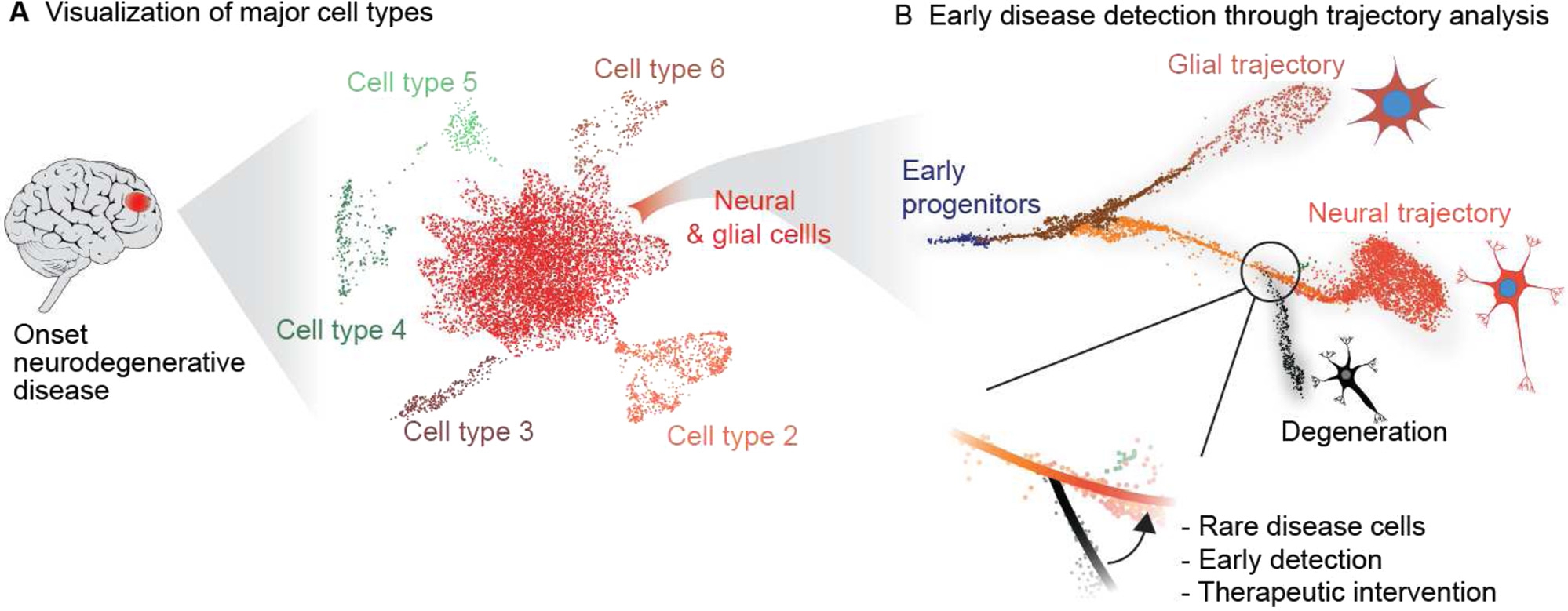 Figure 2 
Analysis of sc-seq data for early disease detection. (A) The sc-seq data obtained from a brain biopsy can be visualized in the form of a UMAP embedding, where each cell is represented by a dot. Cells (dots) with similar phenotype (transcriptome or epigenetic marks) cluster together, which are assigned to cell types based on prior knowledge. (B) Clusters in A might contain cells undergoing transition, such as differentiation or cell cycles, which can be visualized by means of trajectory analysis. Here, cells that deviate from established healthy trajectories may aid in early disease detection. Based on [10] and [2]. Note – synthesized data.
