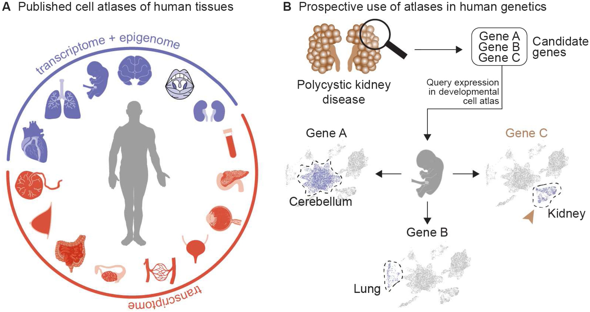 Figure 3
Wild type atlases of human tissues and their applications in human genetics diagnostics. (A) Single-cell atlases of many human organs and tissues are publicly available, some of which are highlighted here. Blue and red colors indicate the modality of sc-seq included in the dataset. Detailed information related to these atlases can be found in Supplementary Table 1. (B) Schematic of a use case scenario for the diagnosis of polycystic kidney disease, depicting the identification of candidate genes using a standard exome diagnostics workflow. This gene list can be further filtered based on expression analysis in the relevant (e. g., whole embryo or kidney) publicly available cell atlases. In the portrayed scenario, Gene C, expressed in the affected organ (brown arrowhead), will be prioritized for diagnostics. Note: Synthesized data.