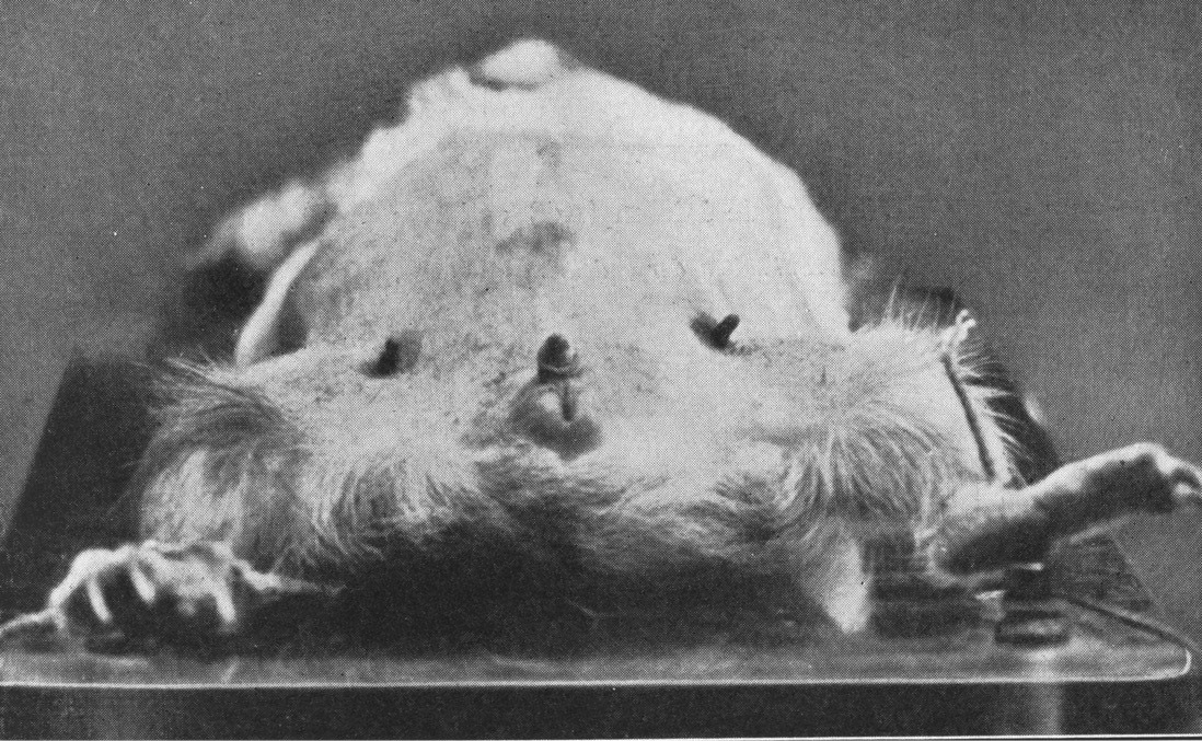 Figure 1: Eugen Steinach’s experimental feminisation of male guinea pigs (from [53]).