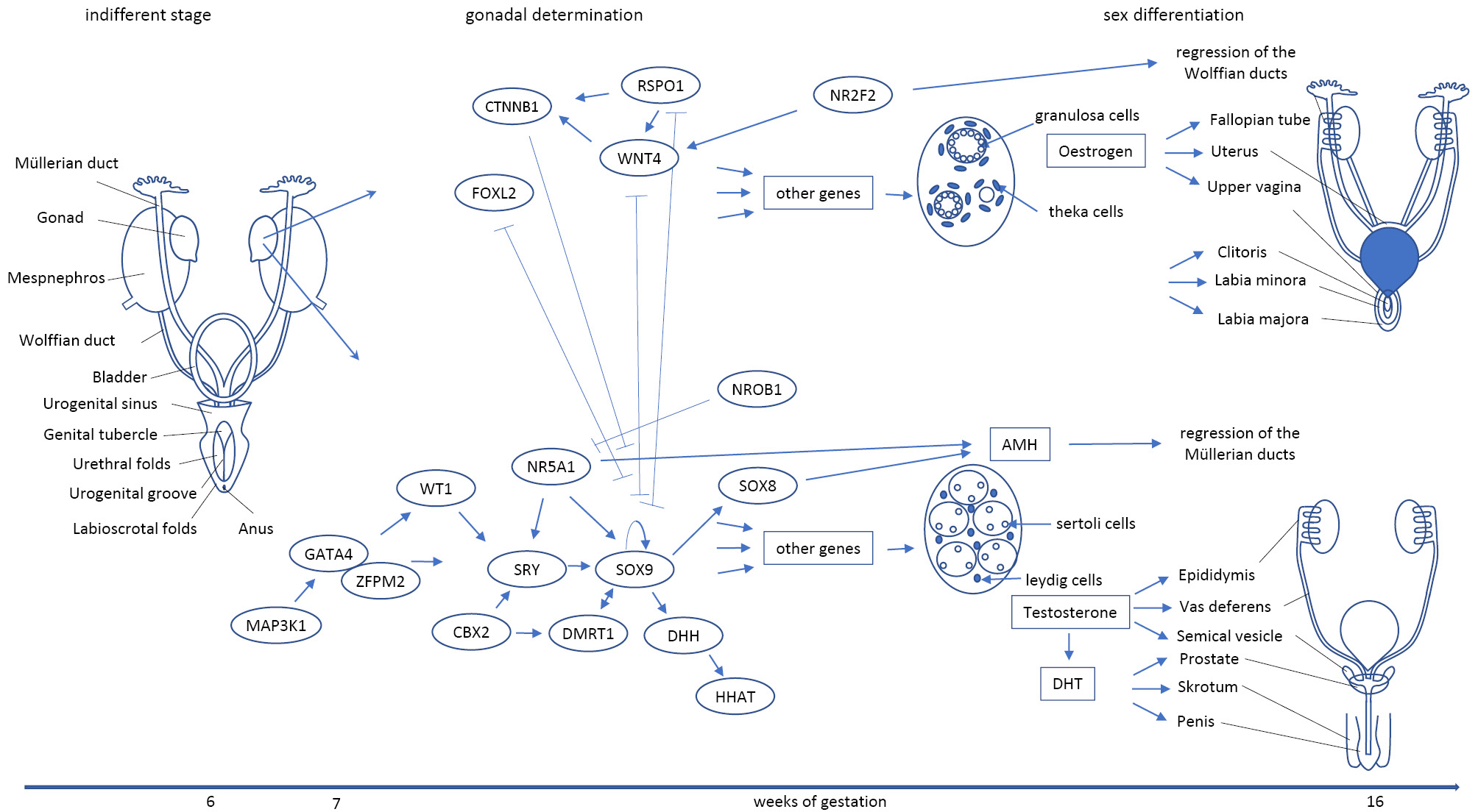 Figure 2: Human sex development from the indifferent gonad to sex differentiation is a concerted interplay of numerous genetic and hormonal factors. Shown are gene products known to be involved in human sex development that are mutated in individuals with DSD. Androgens (Testosterone and Dihydrotestosterone (DHT)) exert their role through the androgen receptor. The role of estrogens in female sex differentiation is poorly understood. Indifferent gonad with undifferentiated genitalia (left). Female (above) and male (below) gonadal determination and sex differentiation. (modified from [29]).