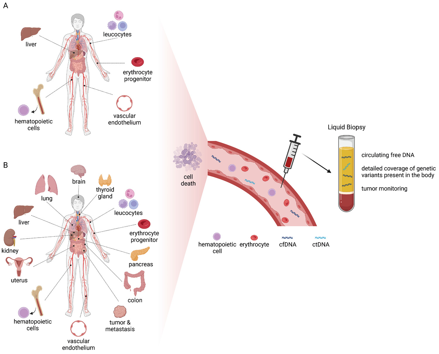 Figure 1: cfDNA is released upon cell death into circulation. (A) In healthy individuals, cfDNA is released mainly from leukocytes, vascular endothelium, erythrocyte progenitor cells, bone marrow and hepatocytes. (B) In the case of diseases such as cancer or mosaic disorders, it is possible that cfDNA is released from affected tissues. (cfDNA: cell-free DNA; ctDNA: circulating tumor DNA) [65] (created with BioRender.com)