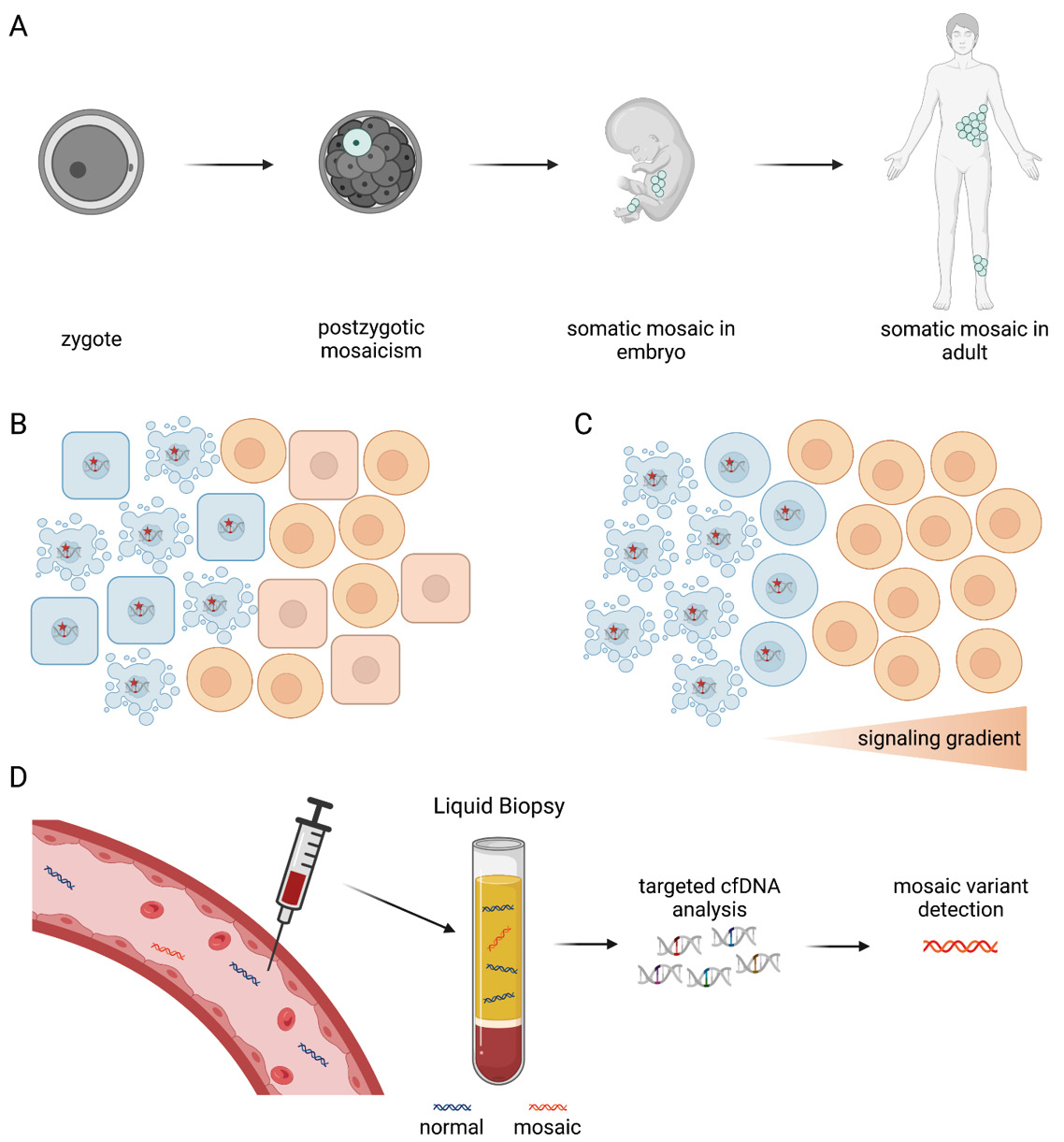 Figure 2: (A) Variants arising from postzygotic mosaicism may be present as mosaic variants in adults. Although somatic mosaicism is suspected, a tissue biopsy might reveal only low VAFs of the somatic variant. This could be caused by (B) cell type-specific lethality or (C) impaired paracrine or juxtacrine signaling. (D) Performing liquid biopsy analysis can increase the diagnostic yield of the molecular cause of mosaic disorders by detecting mosaic variants within total cfDNA. [65] (created with BioRender.com)