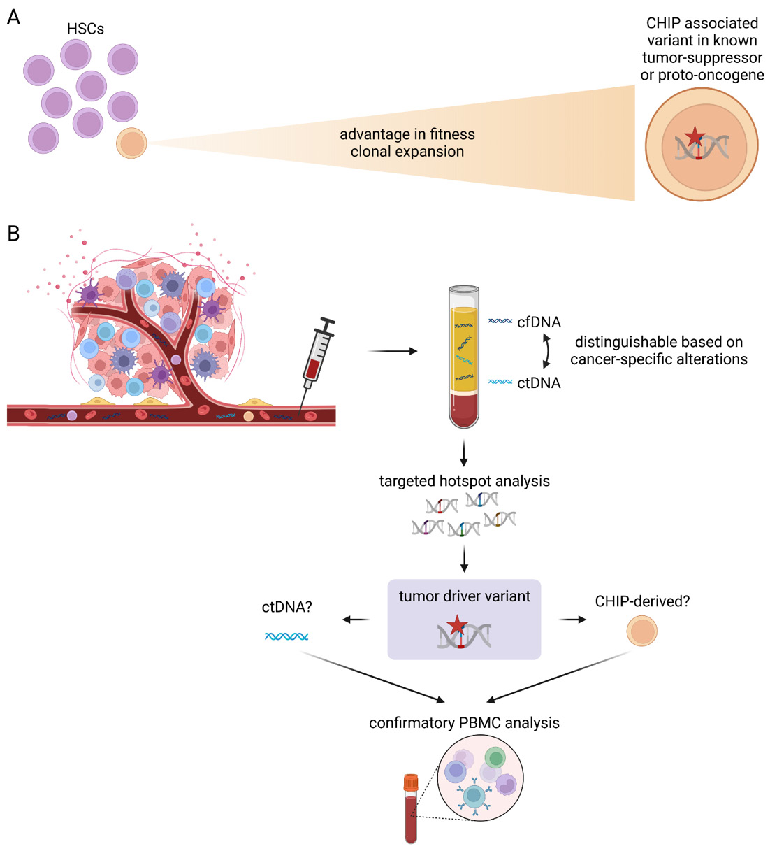 Figure 3: (A) Clonal hematopoiesis of indeterminate potential (CHIP) describes the clonal expansion of hematopoietic stem cells (HPCs) with acquired variants affecting known tumor suppressor or proto-oncogenes. (B) These CHIP-associated variants can be detected with highly sensitive liquid biopsy assays. To distinguish the presence of ctDNA from CHIP-derived variants, confirmatory peripheral blood mononuclear cell (PBMC) analysis may be required. [65] (created with BioRender.com)