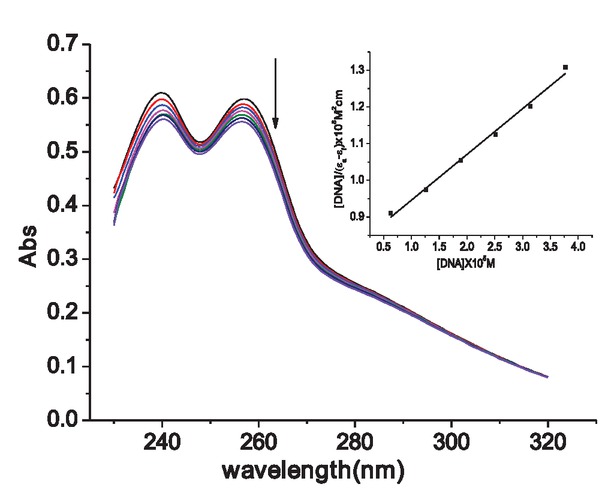 Figure 3 Electronic absorption spectra of the complex upon the titration of HS-DNA. Arrow indicates the change upon increasing the DNA concentrations. Inset: [DNA]/(εa-εf) vs. [DNA].