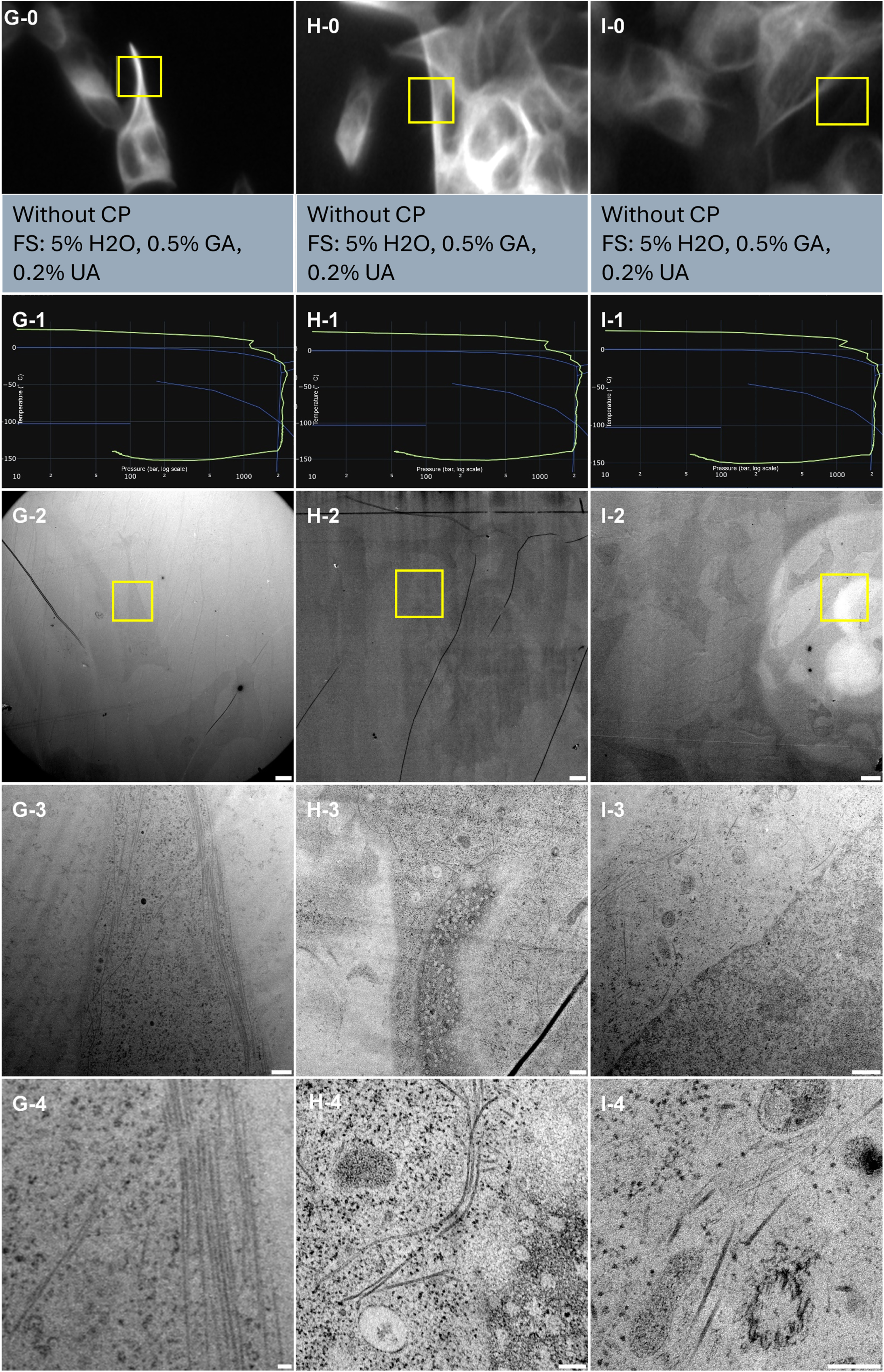 Figure 4:
Correlative light and electron microscopy analysis of 3 samples (column G, H and I) of cell monolayer cultured onto CryoCapsule. Line 0 presents each ROI observed live on the HPM Live µ with a 20× magnification prior to HPF, scale bars 20 µm. Yellow boxes in Line 0 and Line 2 indicate the same ROI. The information between Line 0 and Line 1 presents a cryo-protectant (CP) and a freeze substitution (FS) cocktail for each sample. Line 1 presents each individual HPF curve. X axis: pressure (bar, log scale), Y axis: temperature (°C), green line: experimental curve (pressure/temperature). Blue lines draw a water phase diagram in the region of interest. Line 2 presents an overview of the samples, scale bar 20 µm. Line 3 presents general organelle preservation and distribution, scale bar 2 µm. Line 4 presents a higher magnification of microtubules, endosomes (G, H, I), mitochondria (H, I), nuclear pore complexes top view (H) and microtubule organizing centre (I), scale bar 0.5 µm.