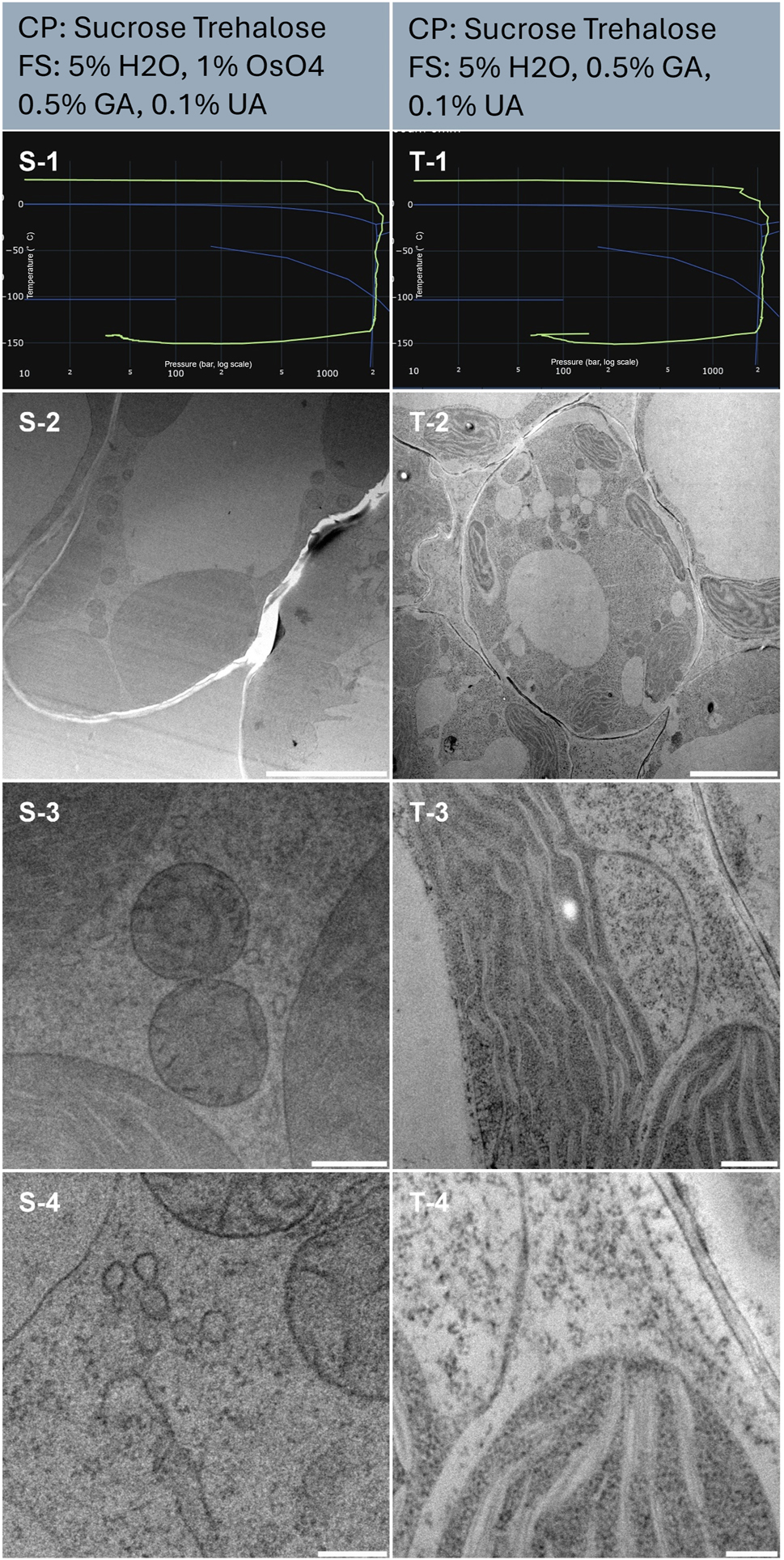 Figure 8:
Morphological observation of 2 samples (column S and T) of Arabidopsis thaliana seedling. The top of the lines presents a cryo-protectant (CP) and a freeze substitution (FS) cocktail for each sample. Line 1 presents each individual HPF curve. X axis: pressure (bar, log scale), Y axis: temperature (°C), green line: experimental curve (pressure/temperature). Blue lines draw a water phase diagram in the region of interest. Line 2 presents an overview of the samples, scale bar 5 µm. Line 3 presents general organelle preservation and distribution, scale bar 0.5 µm. Line 4 presents a higher magnification of a detailed view of mitochondria, endosome (S-4) and thylakoid, cytoplasm (T-4), scale bar 0.2 µm.
