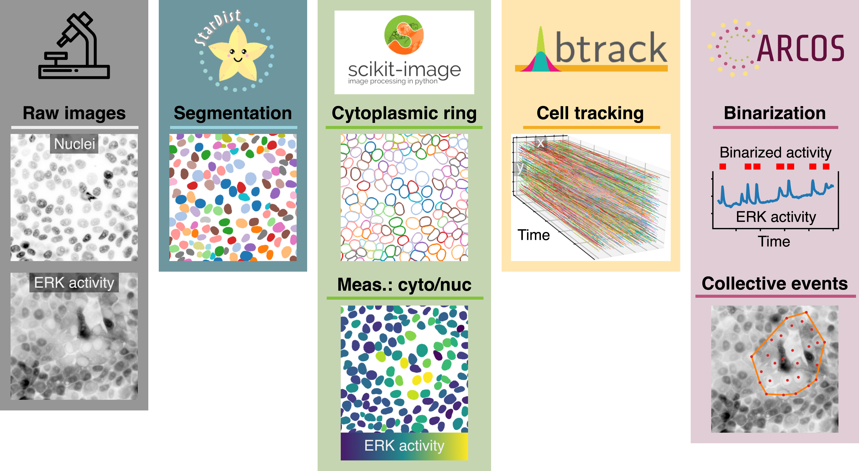 Figure 2: 
Pipeline overview. Bioimage analysis steps required to identify collective ERK activity waves in the MCF10A epithelium. We use StarDist [20]–[22] to segment the nuclei; scikit-image [23] to manipulate labels and create cytosolic masks to measure fluorescence intensity; btrack [25] to track the nuclei over time; ARCOS [8] to identify and quantify spatio-temporal correlations in ERK activity signalling.
