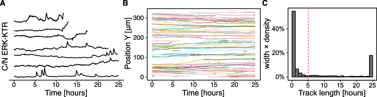 Figure 5: 
Cell tracking. (A) The result of cell tracking over time with btrack. Each line corresponds to a single cell and its spatio-temporal position. (B) Sample 200 single-cell trajectories projected along the X axis. Note several short tracks. (C) Histogram of track lengths. A vertical dashed line at a 5 h mark indicates a cut-off, below which short trajectories are discarded.
