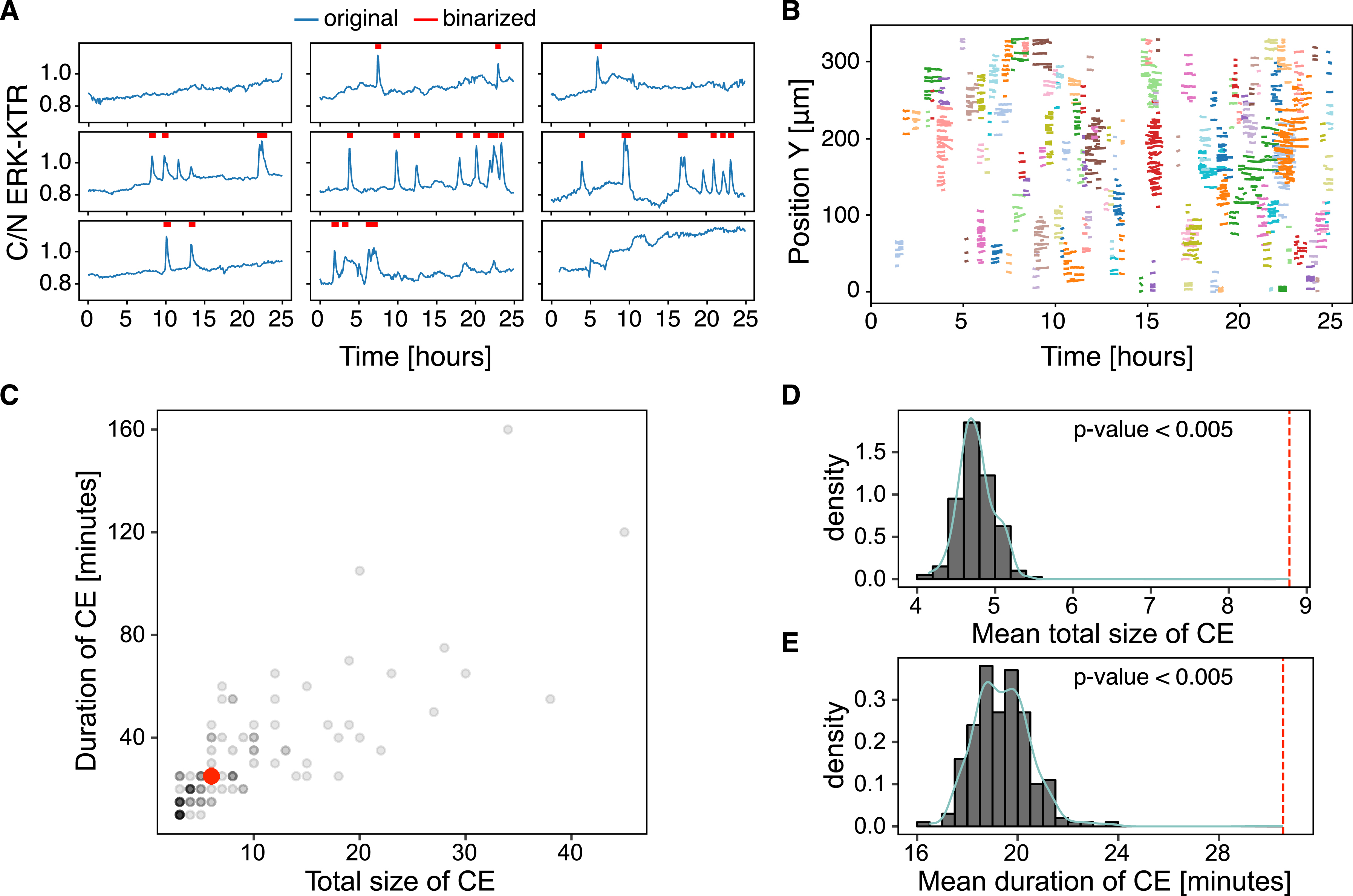 Figure 6: 
Collective events. (A) Sample detrended and binarised single-cell ERKATS calculated from the cytoplasmic/nuclear ERK-KTR ratio, C/N ERK-KTR. The binarised activity data indicated by red segments is the input for ARCOS. The plot obtained with plotOriginalDetrended from the arcos4py package. (B) Noodle plot visualises CEs identified by ARCOS by projecting them on space-time axes. Each cluster of identically coloured lines corresponds to a single CE, with each line indicating when a single cell participates in the CE. The plot obtained with NoodlePlot from the arcos4py package. (C) Duration versus the mean total number of unique cells in a CE, i.e., “the total size” of a CE. The red dot indicates the median statistics. (D–E) Distributions of statistics calculated from 200 randomisation iterations compared to the observed statistics indicated by the vertical dashed line: the mean total size of CEs (D), and the mean duration of CEs (E). The p-value was calculated as the fraction of cases when the statistic was at least as extreme as observed.
