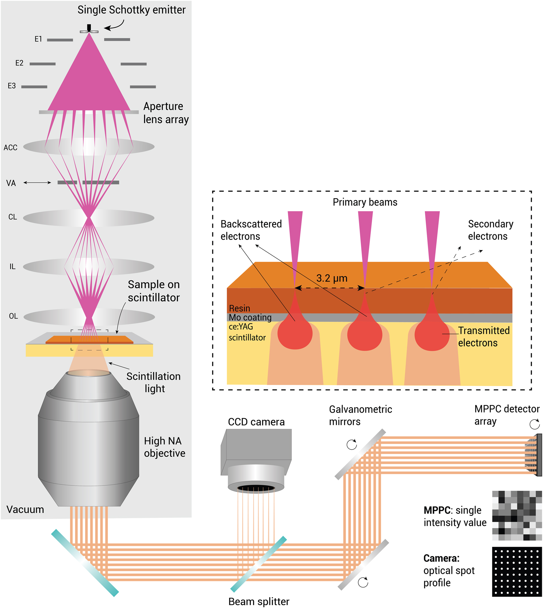 Figure 1: 
FAST-EM principle. An aperture lens array splits the emission cone of a single high brightness Schottky source into an array of 8 by 8 electron beams (implementation is described in [17]). The beams scan the sample in parallel with a 3.2 µm pitch. A single beam can be selected with a variable aperture (VA). The transmitted electrons are converted into photons by a scintillator substrate and collected by a high NA objective lens. An optical system outside of the vacuum chamber (shown simplified) then descans and magnifies the optical spots and projects them onto a multipixel photon counter (MPPC) array. A CCD camera situated outside the main optical path monitors the spot profile. E1/E2/E3: Source electrodes; ACC, accelerator lens; VA, variable aperture; CL, condenser lens; IL, intermediate lens; OL, objective lens.
