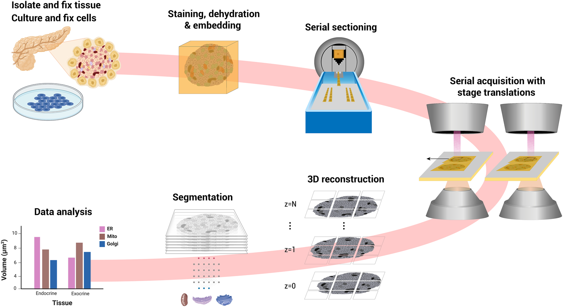 Figure 2:
FAST-EM array tomography. Tissue or cultured cells are fixed, contrasted with heavy metals, dehydrated and embedded in epoxy resin. Ultrathin sections are deposited on a molybdenum-coated, cerium-doped yttrium aluminum garnet (ce:YAG) scintillator crystal in the knife bath. The sections are imaged using mosaicking with stage increments. The 3D volume is reconstructed from 2D images. Features of interest are (semi-)automatically segmented. Data analysis is performed on the segmentation results. Figure partially created with BioRender.com.