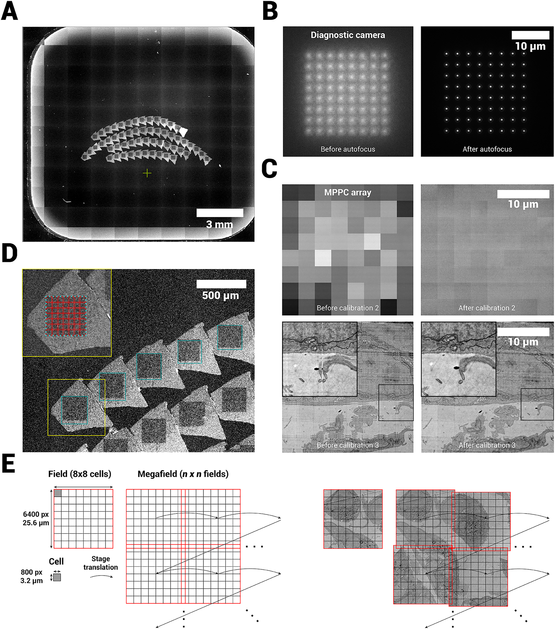 Figure 3:
Acquisition workflow for FAST-EM. A Overview images are acquired to guide ROA definition and calibration region selection. B Diagnostic camera images of spot profile before and after optical focus calibration. C Single field image (MPPC detector) before and after digital offset and gain calibration (upper row) and before and after cell translation calibration (lower row). D Zoom in on overview image showing the ROAs on the sample, and the approximate division of a ROA into fields. E Terminology and acquisition order of a single ROA as shown in D.
