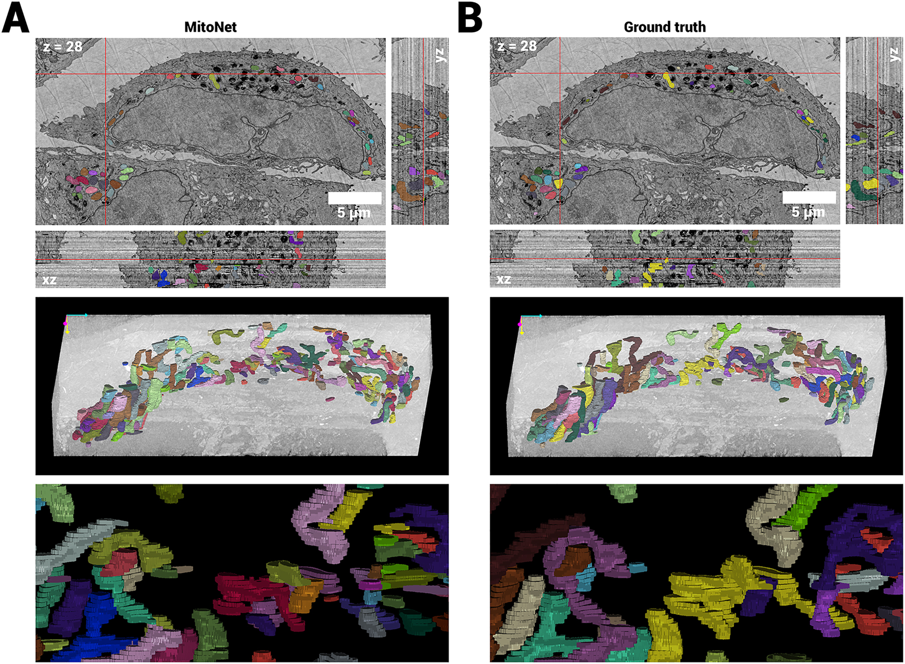 Figure 6: 
Automatic instance segmentation of mitochondria in FAST-EM data using MitoNet [29]. A MitoNet predictions on subset of data, showing the orthogonal slices at the locations indicated by the red cross, and 3D renderings in Napari. B Ground truth annotations of mitochondria from the same volume. The predictions show qualitative agreement with the ground truth, although some split errors can be observed.2

