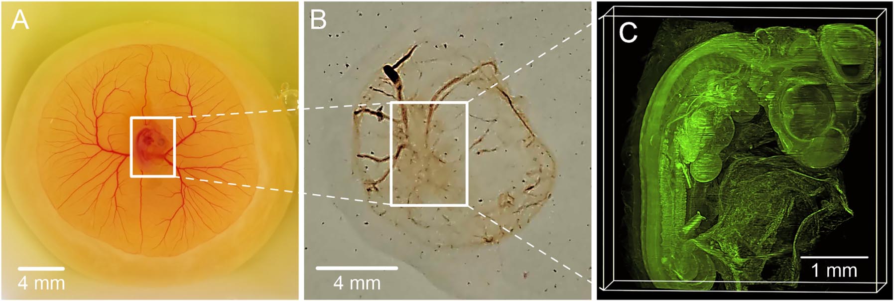 Figure 2: 
Clearing steps of a 4-day-old chick embryo, (A) the chick embryo is kept in a solution of 4 % paraformaldehyde for fixation, (B) Chemically cleared chick embryo, (C) reconstructed 3D-image of the chick embryo utilizing its autofluorescence signals captured through 970 images.