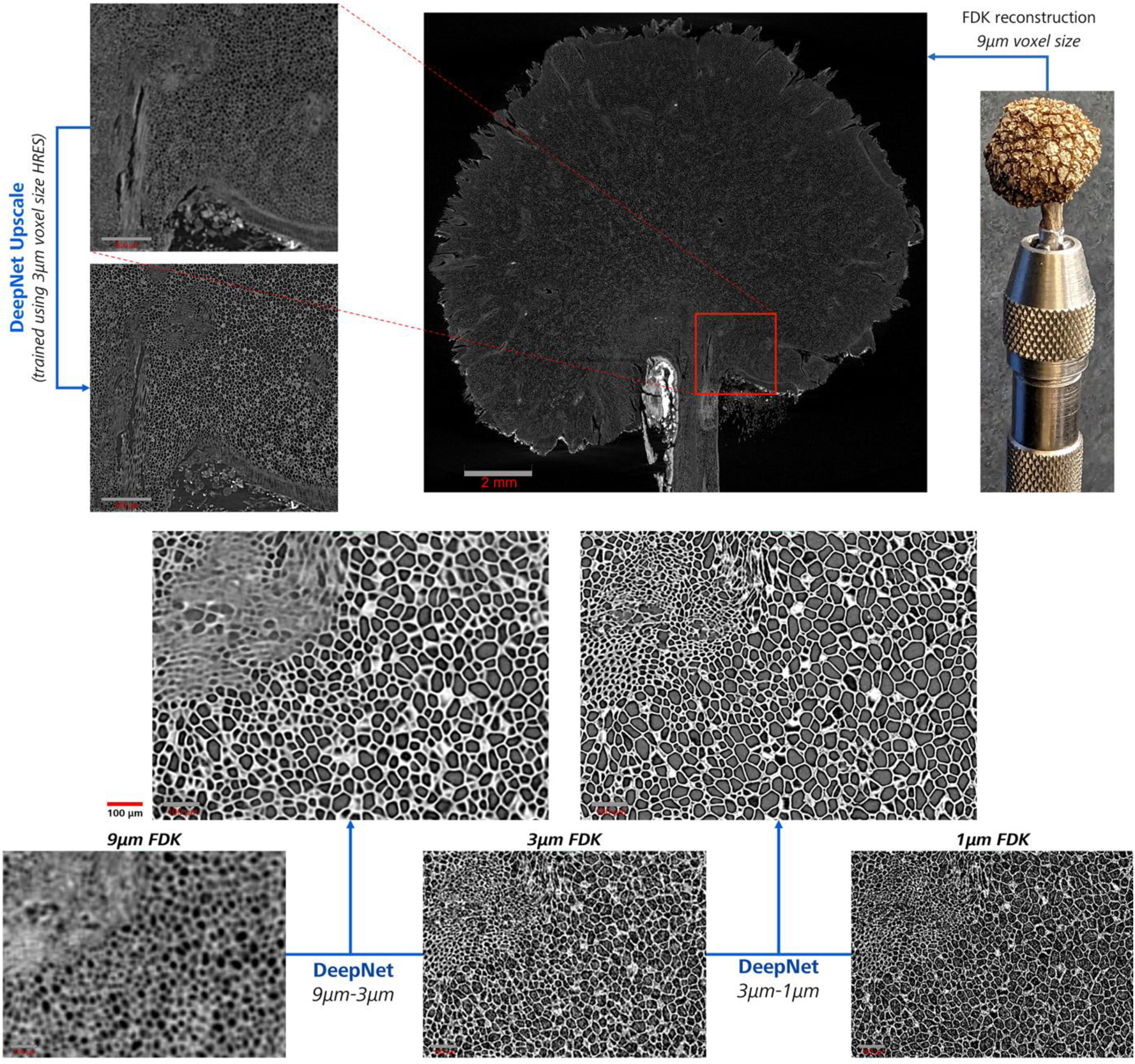 Figure 11:
The inset shows (red square) the medium resolution subvolume (3 µm) within the large field of view (9 µm) micro-CT scan of the dried western sycamore seed. A direct side-by-side comparison of the image quality improvement with DeepNet with respect to the standard FDK reconstructions of the seed with intricate internal features is shown in the bottom grid at high magnification.