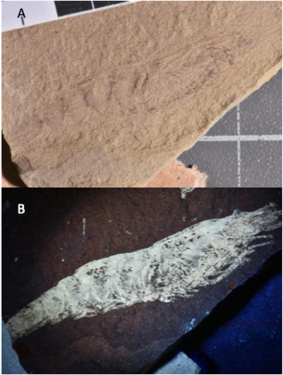 Figure 1: 
Sample containing a shrimp Anisaeger longirostrus (inv. no. LAKBPB2B8): room light observation (A), fluorescence image under UVB excitation (B). Note the bright luminescence that allows tiny organs to be seen against a dark background.
