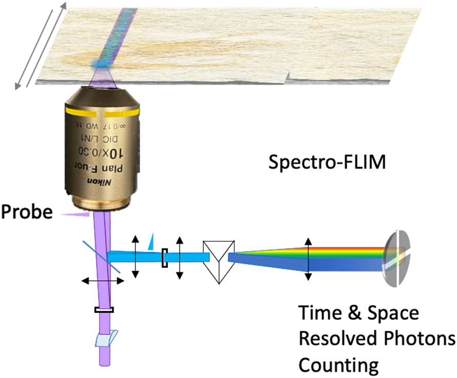Figure 2: 
Scheme of the line confocal and spectrograph organization of the epifluorescence setup in front of the time and space resolved single photon counting LINCam. The excitation beam is focused along a stripe with a cylindrical lens. The image of the fluorescence stripe on the side port of the microscope is dispersed by a grating. The image of the spectrum is done on the photocathode of the LINCam.
