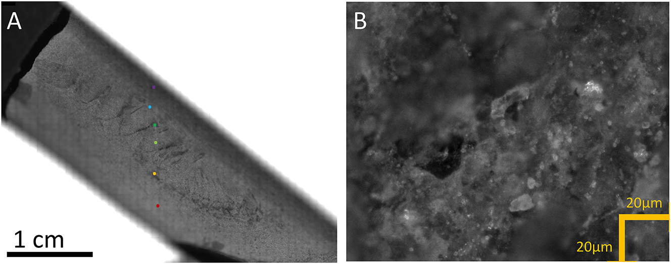 Figure 9: 
Large and microscopic view of the fossil shrimp in reflection. (A) The abdominal segment can be seen as dark line. The coloured spots are the locations of the point studies. (B) At the scan magnification (10× objective): the fluorescent material consists in microcrystal typically 10 µm is size. Scattering by the sample in strong.
