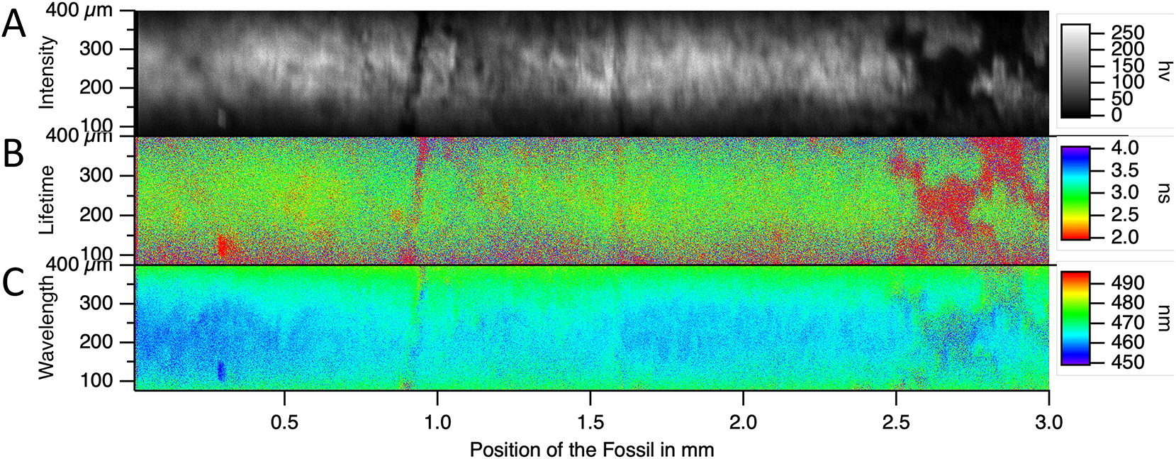Figure 17: 
Fluorescent traces collected through the sample. (A) The intensity scanned image. (B) The FLIM scanned image. (C) The average emission wavelength scanned image.
