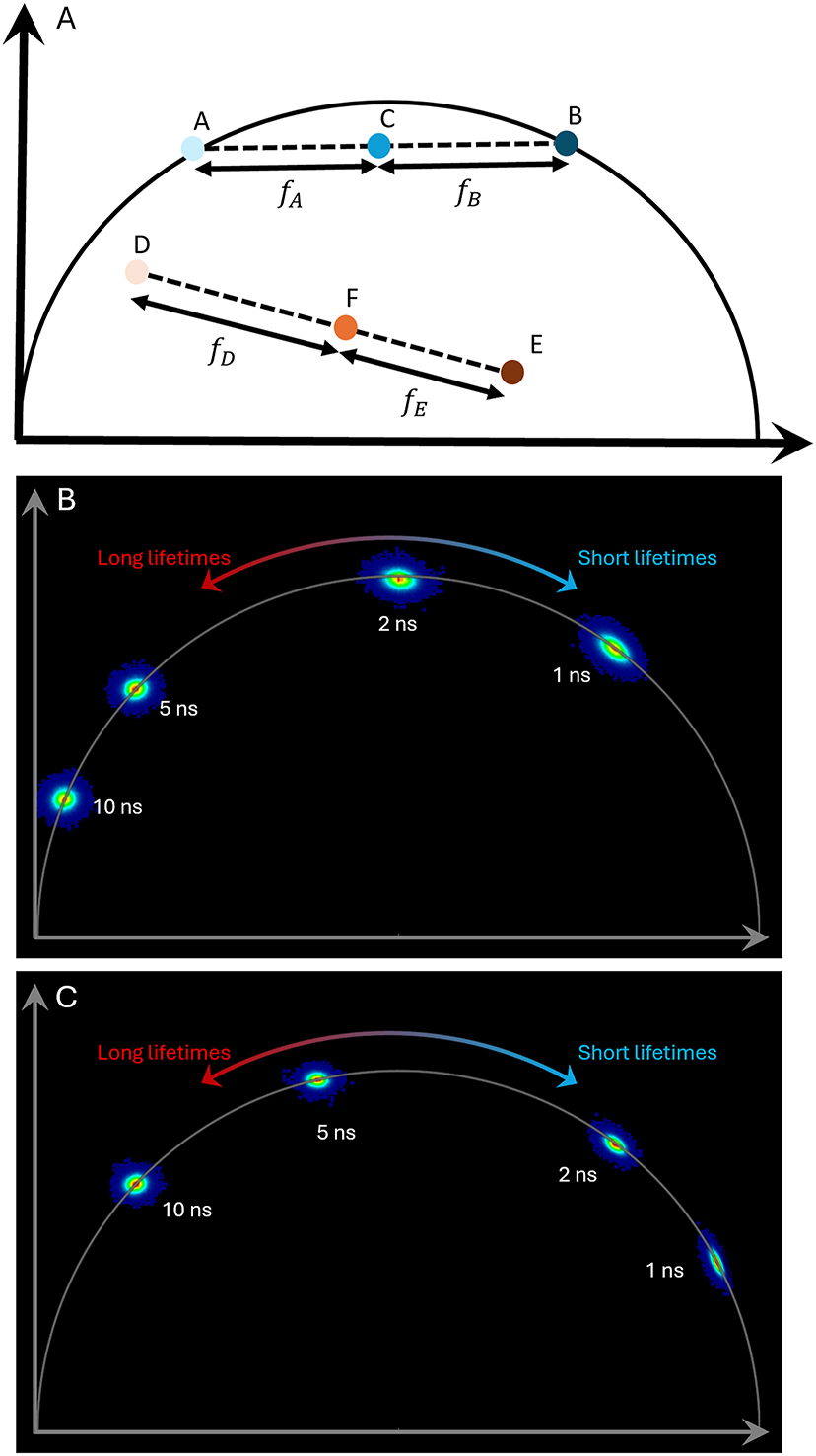 Fluorochrome separation by fluorescence lifetime phasor analysis in ...