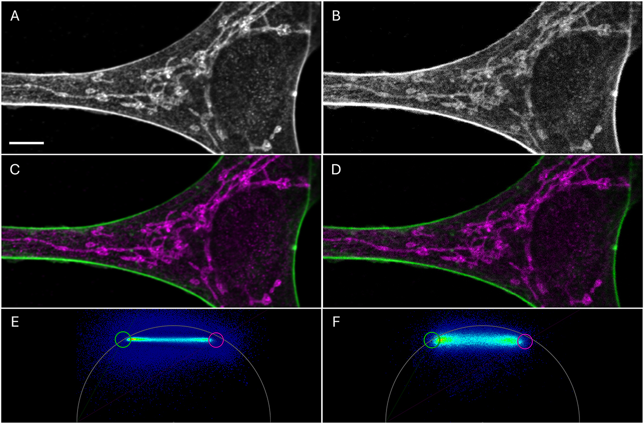 Figure 4:
Confocal images of a cell labeled with ATTO647N-phalloidin (actin skeleton, green, lifetime 3.1 ns) and Alexa 647 Plus TOMM20 (mitochondria; magenta, lifetime 2.0 ns). The images were generated from 50 accumulated frames (A, C, E) or with just one frame (B, D, F). Note the signal to noise difference. (A–B) Intensity image with an average number of photons in the bright actin filaments of 7,500 in A and 120 in B and in the dimmer mitochondrial signals 2,500 in A, 60 in B. Scale bar 5 µm. (C–D) Actin and mitochondrial signals were separated in two grayscale images, false color coded and overlaid. (E–F) Phasor plot used for the color separation of C and D, respectively. Repetition rate was 40 MHz and the harmonic was set to 2, so the phasor plot appears like an 80 MHz phasor plot. Threshold values (see main text) were 100 and 1 photons, respectively. For circles see main text and next figure.