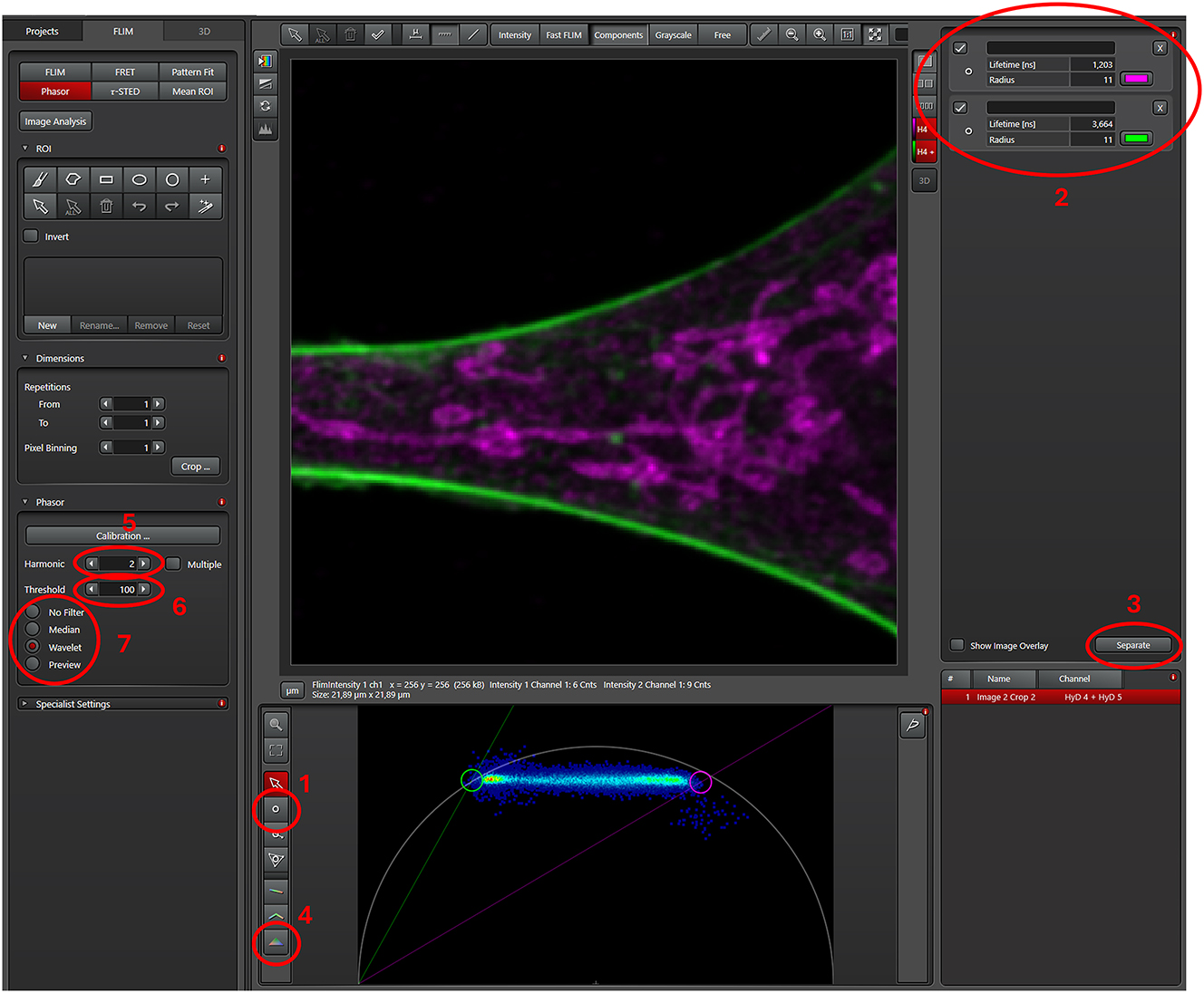 Figure 5:
User interface of the FLIM window of the LAS X software. Only a part of the cell from the previous figure is shown and represented in the phasor. Using the “draw cursor” tool (ROI 1), two areas slightly outside of phasor signature of the single dye lifetimes are marked (circles). Depending on the labelling intensities, the locations can be either seen clearly (like here) or not. Single color references can be used as control to determine the phasor signature of said dye for later use. The lifetime of the two circle-cursors and the assigned pseudocolors are displayed at the top right corner (ROI 2). When satisfied with all settings, a click on the separate button (ROI 3) starts the phasor based unmixing. The final two unmixed images are displayed. Once the images are saved, they can be exported as 16-bit tiff files. The triangle tool for more complex unmixing (see Figures 7 and 9) is below the “draw cursor” tool (ROI 4). The harmonic, threshold and phasor filter can be changed as needed on the left (ROI 5, 6 and 7, respectively).