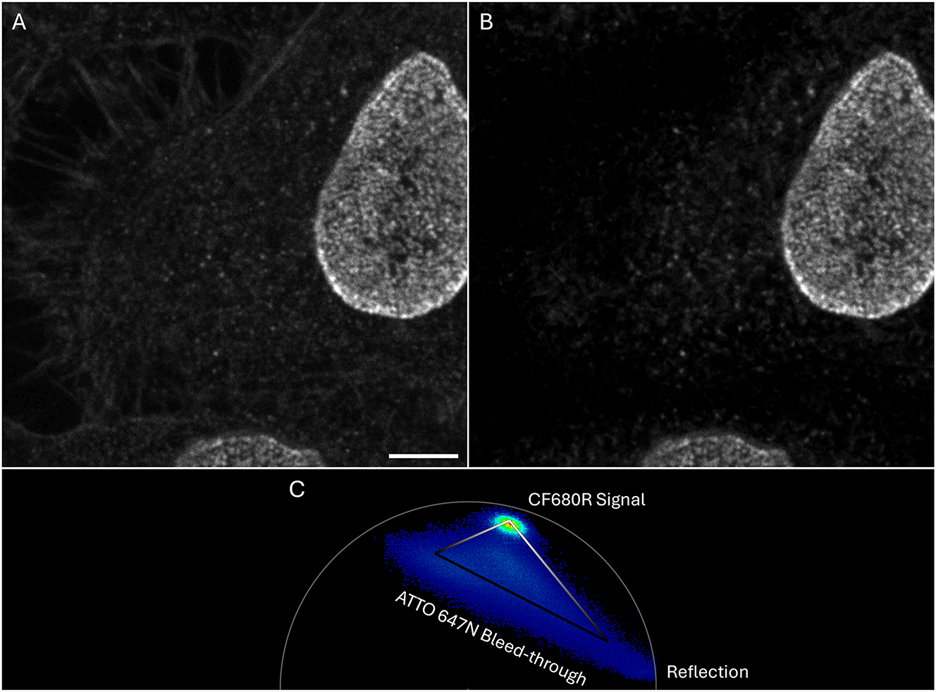 Figure 7:
Confocal images of cells with labeled nuclear pores (CF680R-NUP107; lifetime 1.5 ns) and bleed-through from ATTO647N-phalloidin (3.5 ns). Only the CF680R-channel of the 5-color sample is shown. Filtering of the ATTO647N and reflection is performed with the phasor. (A) Raw intensity image where the actin filaments can clearly be seen (ATTO647N bleed-through). (B) Filtered image where the ATTO647N contribution is eliminated. (C) Phasor used to generate the filtered image. See Figure 9 for explanation of the triangle. Scale bar 5 µm.