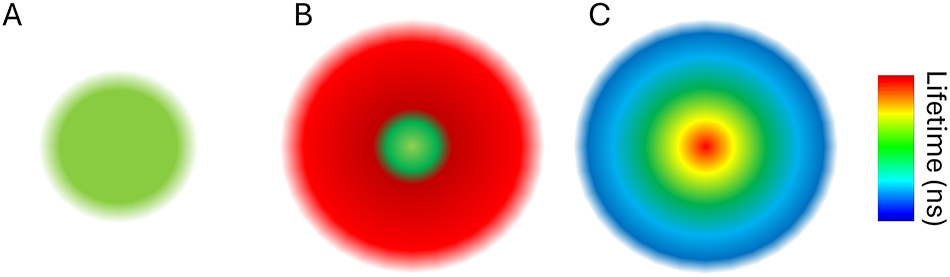 Figure 8:
Lifetime in STED. (A) Scheme of the Gaussian excitation. (B) STED depletion profile (red) over the excitation leads to a smaller sampling volume. (C) Schematic representation of the lifetime distribution across the STED point spread function. The fluorescence lifetime is shortened more where the depletion is stronger. In the center, the fluorescence lifetime is the same as in the absence of STED.