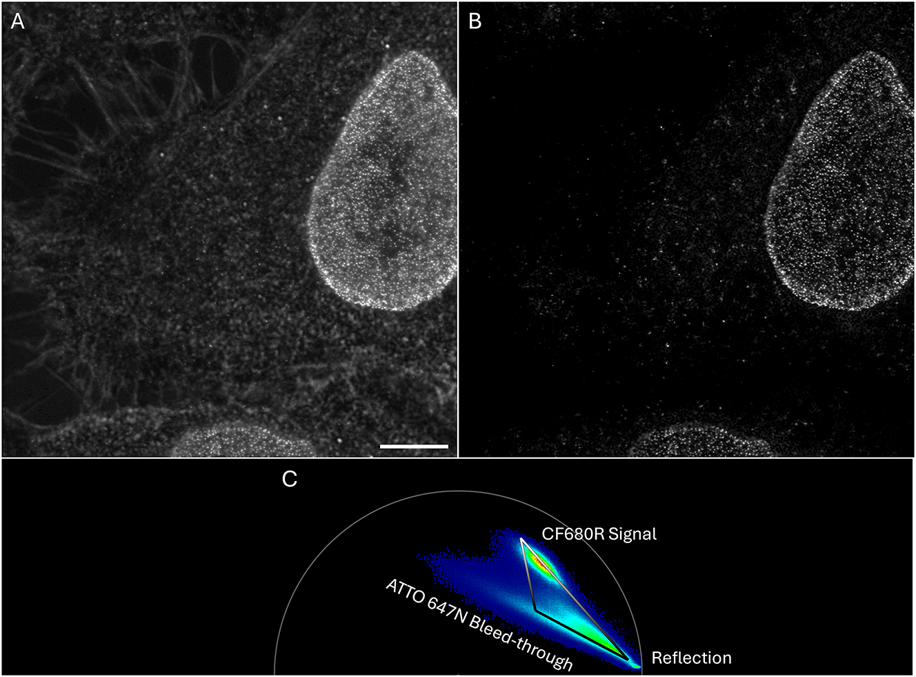 Figure 9:
τSTED example. Fluorochromes and labels as in Figure 7 but note the improved spatial resolution. (A) Raw STED image. (B) τSTED corrected image. (C) Phasor plot of image (A) used for the τSTED correction shown in (B). The various contributions to the phasor plot can be easily identified. The top part of the right edge of the triangle represents the pixels with the desired CF680R signals. Pixels at the top corner of the triangle have 100 % intensity (meaning intensity in the final image (B) is the same as in the original image (A)). In current τSTED-phasors, the two lower corners of the triangle always represent zeros, meaning pixels at those corners and on the line between them (zero line) are black in (B). For all other pixels, the intensity in the final image (B) (between 0 and 100 % of the intensity in (A)) is linearly dependent on the distance to the triangle’s top corner and to the zero line (compare Figure 3A). Scale bar 5 µm.