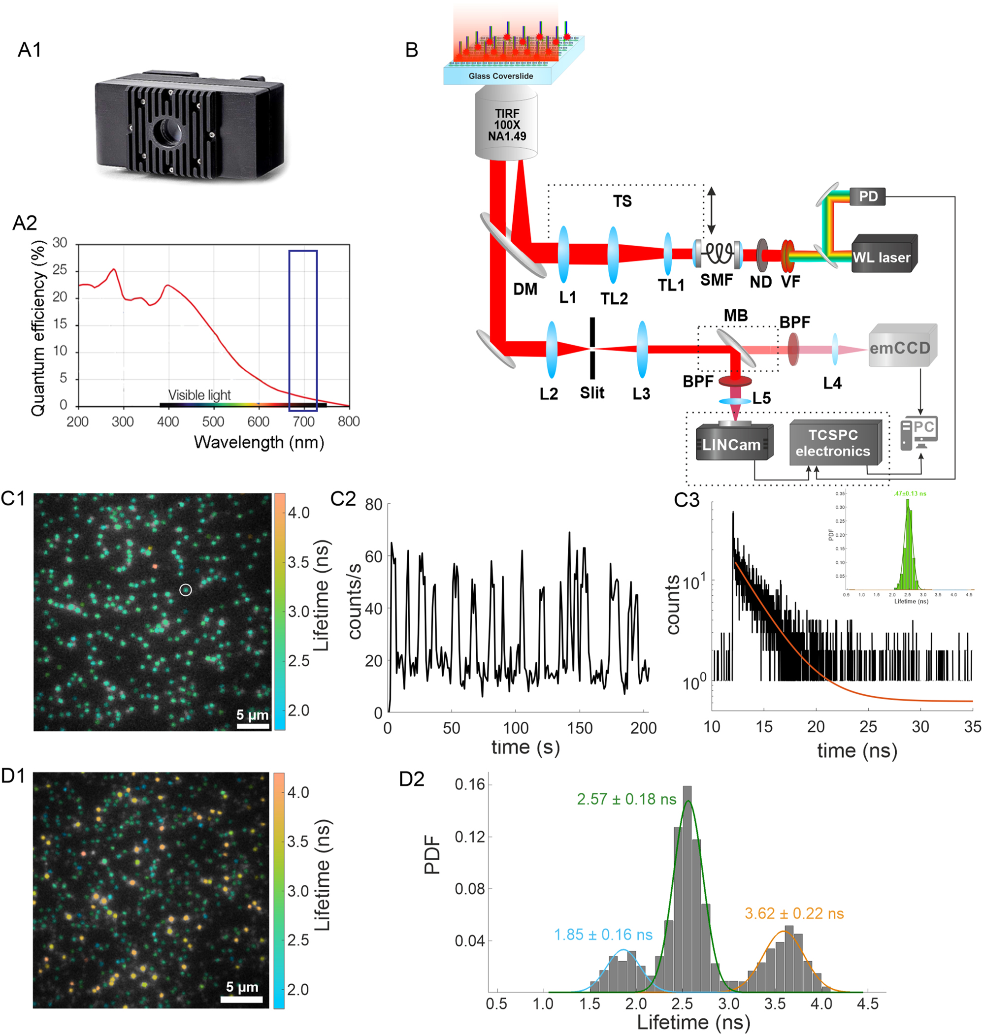 Figure 1: 
Wide-field smFLIM imaging with TCSPC-based position sensitive LINCam system. (A1) Picture of the LINCam system detector alongside its quantum efficiency plot (A2), with the far-red spectral region highlighted by a purple rectangle. (B) Schematic representation of the custom-built optical setup. (C1) smFLIM image of single Atto 655 molecules conjugated to DNA and immobilized on a surface. (C2) Intensity time trajectory of the single molecule highlighted by a white circle in (C1). (C3) TCSPC histogram and single-exponential fit of the same molecule shown in (C1). Inset: Lifetime histogram of all molecules detected within the field of view. (D1) smFLIM image of a mixture of Cy5, Atto 655, and Atto 647N fluorophores. (D2) Cumulative lifetime histogram of the mixed sample shown in (D1). The data is fitted with three Gaussian functions, with the corresponding average lifetime values and standard deviations displayed next to the peaks. Adapted from Reference [16].
