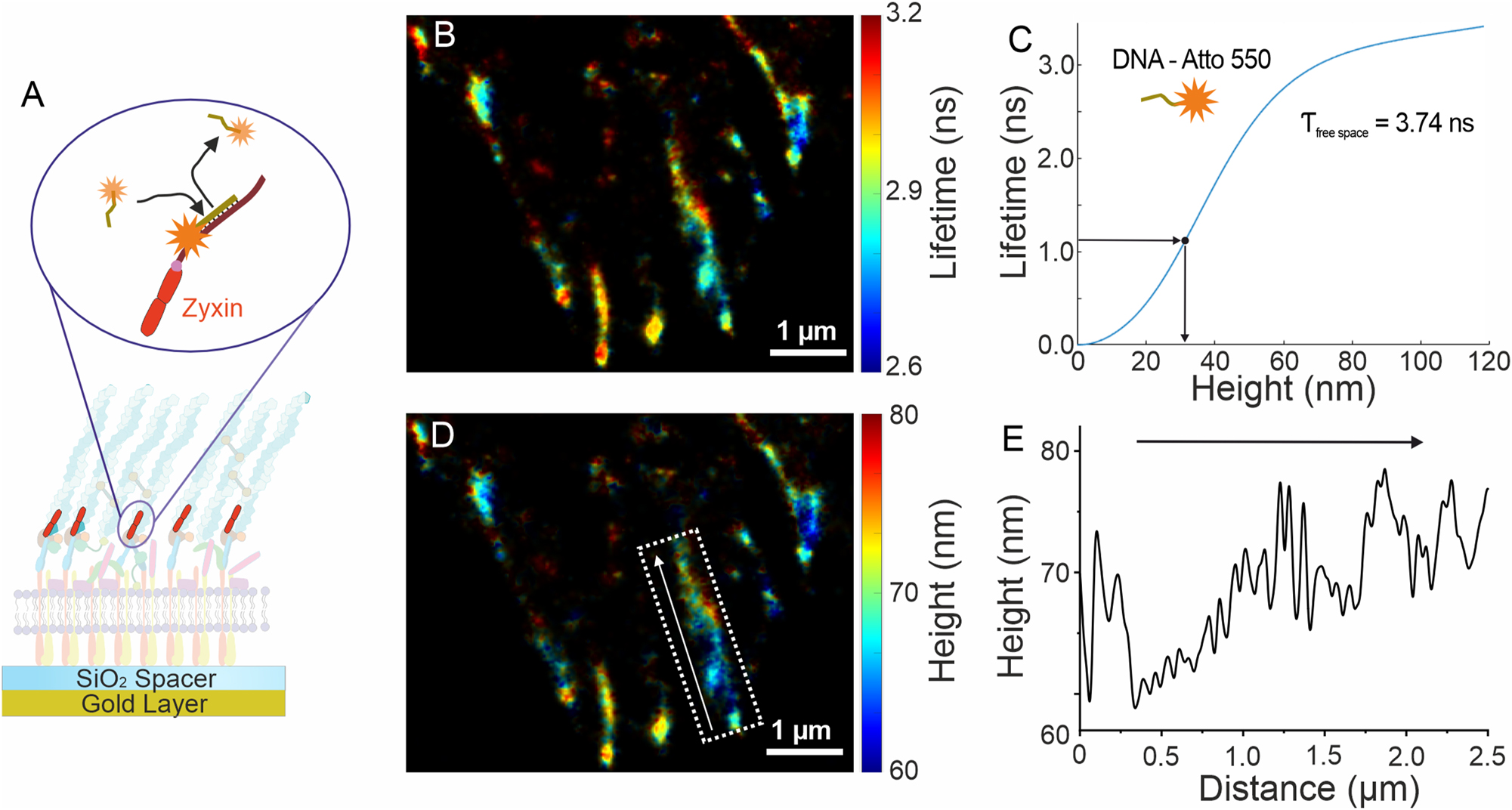 Figure 3: 
Lifetime-assisted 3D super-resolution imaging. (A) MIET-PAINT imaging of the focal adhesion complex (FAC), illustrating the MIET-PAINT principle and sample geometry. (B) Wide-field MIET-PAINT lifetime image of the Zyxin protein within the FAC. (C) Theoretical lifetime-height dependency (MIET curve) for the Atto 550 fluorophore. (D) 3D MIET-PAINT image reconstructed from the lifetime image in (B) using the MIET curve shown in (C). (E) Height profile of the Zyxin cluster highlighted by the white box in (D), with the arrow indicating the direction of the height profile.

