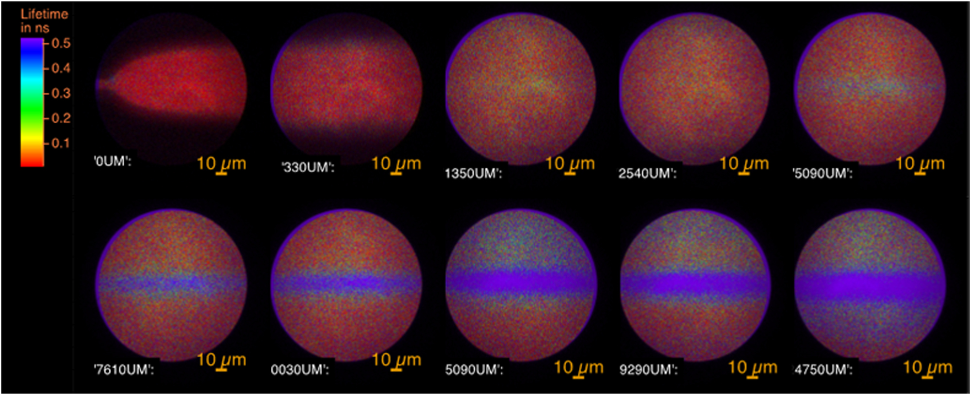 Figure 6: 
The FLIM images of the flow of fluorescent molecules at different positions from the nozzle expressed in µm. At 0 µm, the hydrodynamic expansion of the concentrated solution of the solute into the antisolvent is seen. The fluorescence of the molecules is characterised by its short lifetime. From 5,090 µm, the crystals appear in the centre of the flow with a long lifetime. In between is the fluorescence of the amorphous phase.
