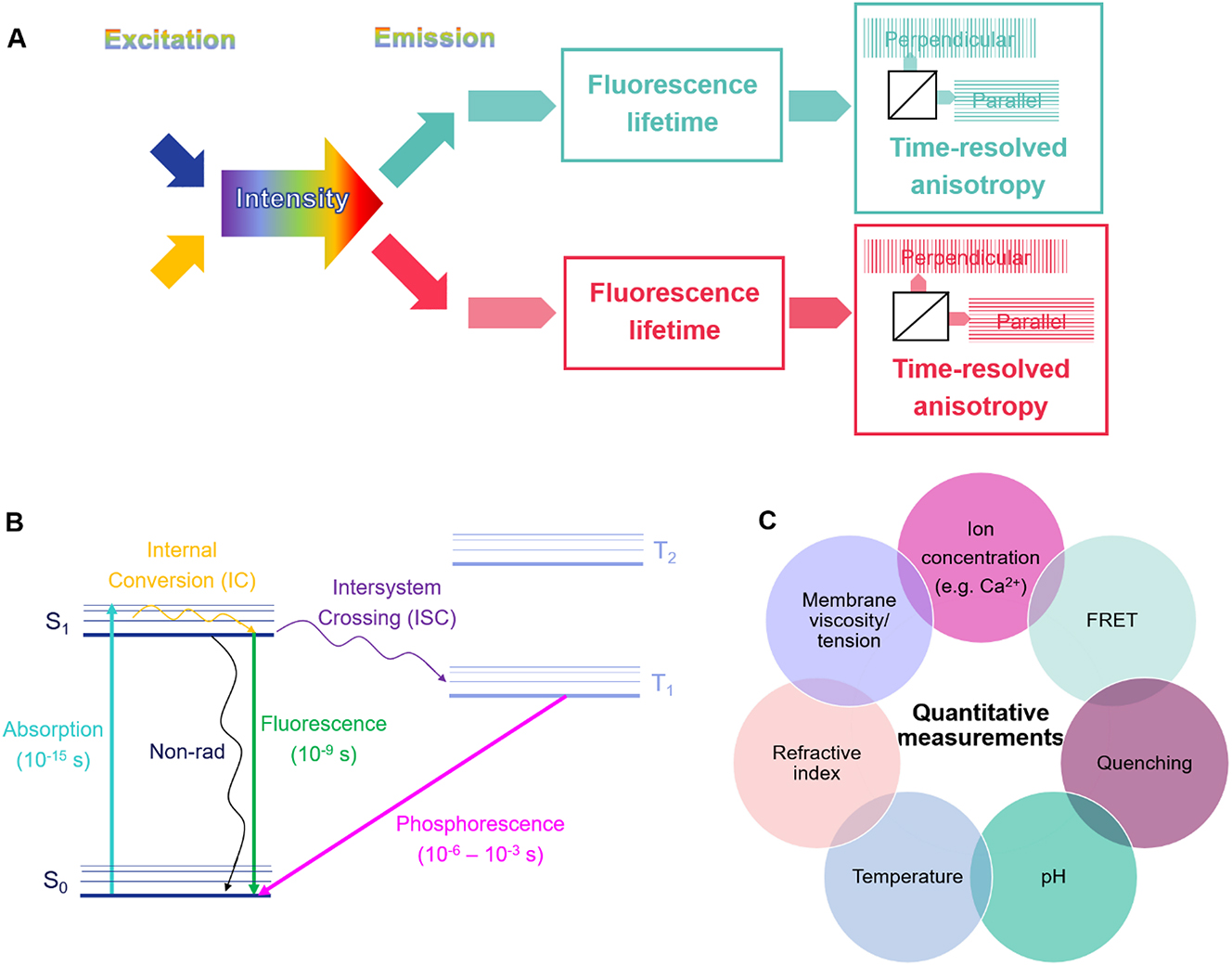 Figure 1:
Overview of fluorescence lifetime. (A) Diagram of a multiparameter fluorescence experiment (see text for details). (B) The Jablonski diagram shows the different pathways that can be followed by a fluorescent molecule when returning from the excited to the ground state: internal conversion between vibrational levels within the excited state (IC), non-radiative decay (Non-rad), fluorescence, intersystem crossing between the singlet and the triplet excited state (ISC), phosphorescence. (C) Examples of physical and chemical parameters that can be quantitated using fluorescence lifetime.