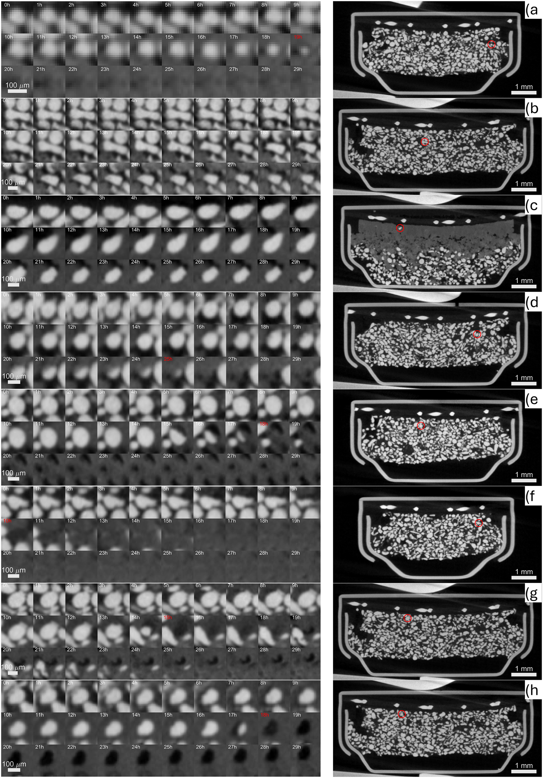 Figure 12:
A selection of zinc particles affected by different mechanisms during their lifetime; shrinking core a), anisotropic conversion front (b, c, d, f) and dissolution (e, h, g). For clarity, on the right, the location of each particle is indicated on the corresponding cross section of the pristine tomogram with the exception of c) where the tomogram at cut-off was used to emphasize that the particle survived despite being very close to the cathode.
