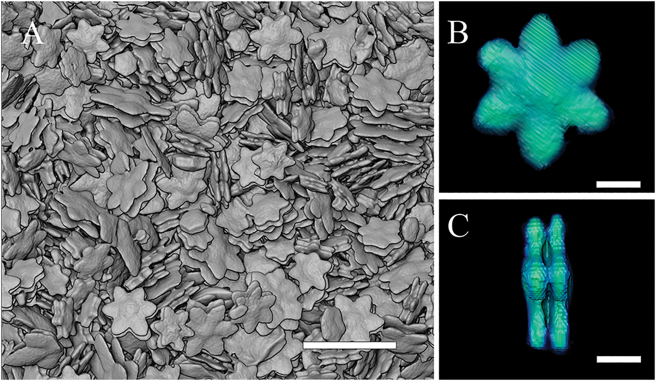 Figure 2:
XRM images. (A) Uncalibrated images of Cu-AdDB MOF crystals. (B) One isolated crystal. (C) Lateral view of the same crystal in Figure 2B. Scale bars are 100 μm for (A) and 10 μm for (B) and (C), respectively.