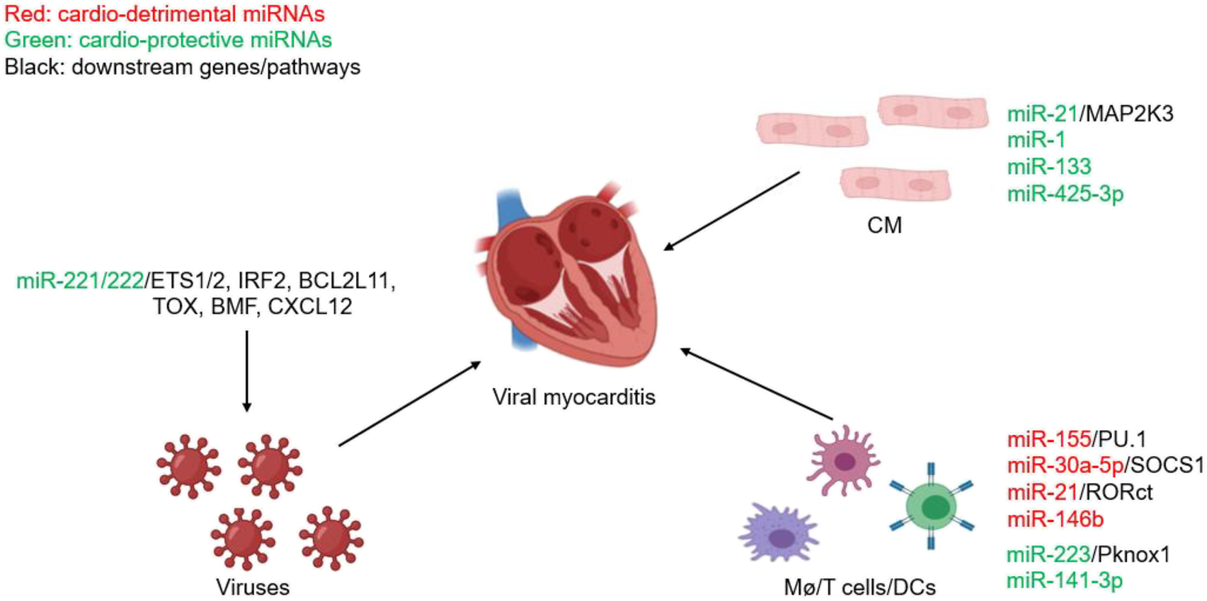 Figure 6: 
miRNAs with key roles in VMCs. Cardio-detrimental miRNAs and cardio-protective miRNAs are presented as red and green, respectively, with their known targets. VMCs, viral myocarditis; CM, cardiomyocyte; Mø, macrophage; DCs, dendritic cells; MAP2K3, mitogen-activated protein kinase 3; SOCS1, suppressor of cytokine signaling 1; RORct, retineic-acid-receptor-related orphan nuclear receptor gamma; Pknox1, PBX/Knotted 1 Homeobox 1; ETS1/2, ETS proto-oncogene 1/2; IRF2, interferon regulatory factor 2; BCL2L11, BCL2-like 11; TOX, thymocyte selection associated high mobility group box; BMF, Bcl2 modifying factor; CXCL12, C-X-C motif chemokine ligand 12.
