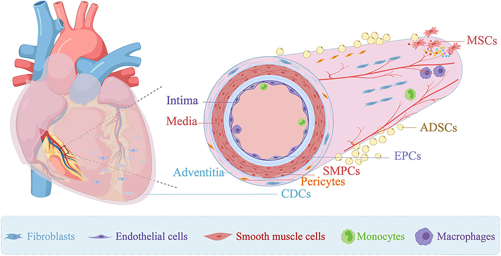 Figure 1: 
Resident stem cells in the heart. Many resident stem cells, such as EPCs, SMPCs, pericytes, ADSCs, MSCs, and CDCs, are found to be enriched both in perivascular tissue and other cardiac tissues like adipose of the heart. ADSCs: adipose-derived stem cells; CDCs: cardiosphere-derived cells; EPCs: endothelial progenitor cells; MSCs: mesenchymal stem cells; SMPCs: smooth muscle progenitor cells. (Adapted from “Heart”, “Muscular artery cross-section with red blood cells”, by BioRender.com [2020]. Retrieved from https://app.biorender.com/biorender-templates).
