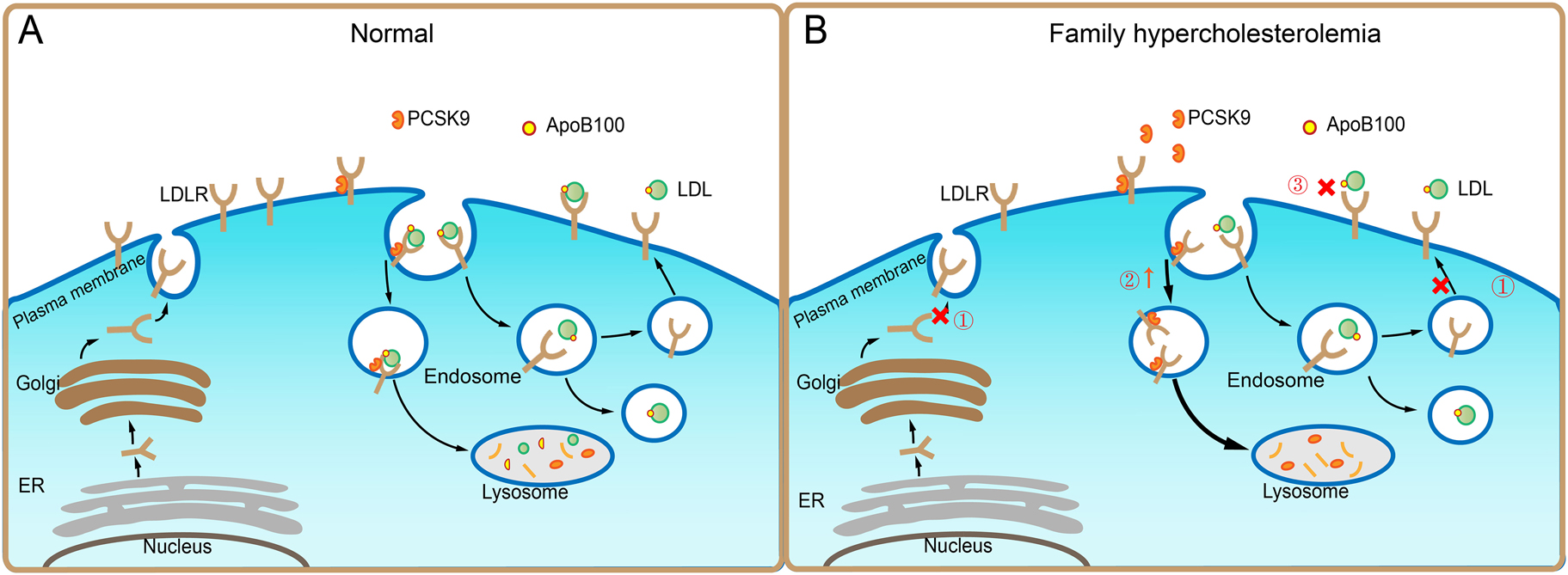 Figure 1:
Genetic causes of familial hypercholesterolemia. A: After synthesized and secreted from endoplasmic reticulum (ER), low density lipoprotein (LDL) receptor (LDLR) molecules are processed in the Golgi, and finally transported to the plasma membrane of cells, where LDLR binds apolipoprotein B (ApoB)100-containing LDL particles. The complex undergoes endocytosis. In the endosomes, LDL particle and LDLR are disassociated, leading to a direct delivery of LDL to lysosomes for degradation, whereas LDLR is recycled to the cell surface for future use. In the meantime, intracellular cholesterol upregulates the expression of the proprotein convertase subtilisin/kexin 9 (PCSK9), which binds to and internalizes LDLR for lysosomal degradation to maintain lipid homeostasis under normal condition. B: In familial hypercholesterolemia (FH), ① The LDLR mutations, namely LDLR (c.85A>T, c.97C>T, c.191_313del, c.195dupT…etc.) inhibit the product and recycle of LDLR; ② The gain-of-function of mutations in PCSK9, namely PCSK9(c.7057C>T, c.10579C>T, c.10580G>A, c.12739C>T) cause increased degradation of LDLR; ③ The ApoB100 mutations, namely ApoB (c.523 + 2T>G, c.1069C>T, c.1120G>A, c.1399C>G) block the interaction between LDL and LDLR, all of which impair LDLR-mediated cholesterol transport, thus leading to hypercholesterolemia.