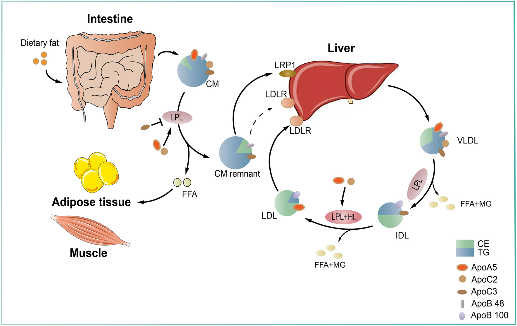 Figure 2:
Triglyceride-rich lipoprotein metabolism. Triglyceride-rich lipoproteins (TGRLs) are classified into endogenous and exogenous, which are derived from the liver and the small intestine, respectively. In the endogenous pathway, triglycerides (TGs) are synthesized in hepatocytes using free fatty acids and then incorporated into the core of ApoB-containing very low density lipoprotein (VLDL) particles. After secreted into plasma, VLDLs are hydrolyzed by lipoprotein lipase (LPL) generate smaller VLDLs and then intermediate density lipoproteins (IDLs). IDL particles can be further catabolized by LPL and hepatic lipase (HL) to produce LDL particles. In the exogenous pathway, dietary fats are absorbed by enterocytes and incorporated into ApoB48-containing chylomicrons (CMs), which then enter the circulation. Circulating CMs are quickly hydrolyzed by LPL to form CM remnants that are cleared from circulation through receptor mediated pathway by the liver. The released free fatty acids (FFAs) can be taken up by muscle for energy usage and by adipose tissue for lipid storage, respectively. LPL-mediated TG hydrolysis is the rate-limiting step during TG metabolism, which is highly regulated by other factors, including apolipoprotein C2 (ApoC2) and apolipoprotein A5 (ApoA5), two critical activators required for LPL hydrolytic activity, and apolipoprotein C3 (ApoC3), an inhibitor. CE: cholesteryl ester; LRP1: LDLR related receptor 1; MG: monoglyceride; TG: triglyceride.