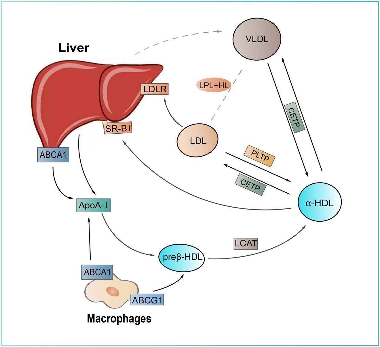 Figure 3:
HDL metabolism and reverse cholesterol transport. Nascent high density lipoprotein (HDL) particles (preβ-HDL), originally formed from apolipoprotein A1 (ApoA1) secreted by the liver, become lipidated when cholesterols are loaded via ATP-binding cassette A1 (ABCA1) or ATP-binding cassette A1 (ABCG1) from different cell types. Free cholesterol within the HDL is transformed into CE by lecithin–cholesterol acyltransferase (LCAT). Lipid-rich HDL particles (α-HDL) undergo lipid exchange with ApoB-containing particles (VLDL, LDL) through cholesteryl ester transfer protein (CETP) and phospholipid transfer protein (PLTP), followed by a hepatic degradation through scavenger receptor class B type 1 (SR-B1) mediated pathway, which is called reverse cholesterol transport (RCT) that is important for lipid homeostasis in vivo.