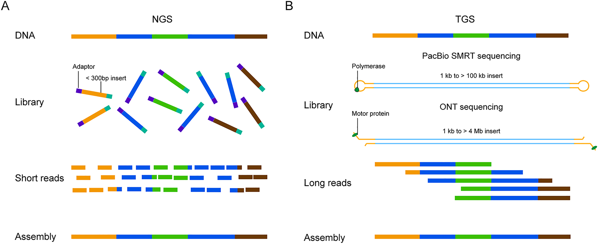Figure 1: 
Overview of NGS short-read and TGS long-read methods.
(A). In NGS by Illumina technology, DNA is fragmented into manageable sizes, and these fragments are ligated to adapters. After library preparation, individual DNA molecules are sequencing for short reads. Following a sequencing run, raw sequence reads were aligned to a reference genome. (B). In PacBio SMRT sequencing, DNA fragment is ligated to hairpin adapters to form a topologically circular molecule, known as SMRTbell. It is loaded onto a SMRT Cell and bound by a DNA polymerase for sequencing. In ONT sequencing, DNA is tagged with sequencing adapters preloaded with a motor protein on one or both ends. The DNA is combined with tethering proteins and loaded onto the flow cell for sequencing. Following a sequencing run, raw sequence reads were aligned to a reference genome. NGS, next generation sequencing; TGS, third generation sequencing.