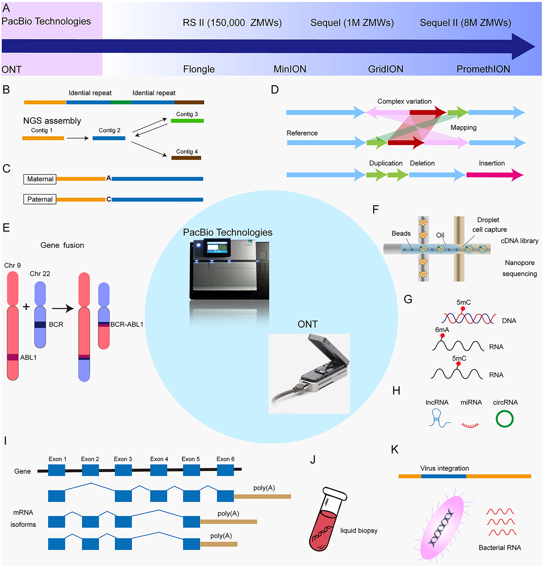 Figure 2: 
Overview of cancer applications by PacBio and ONT.
(A) The development platforms of third generation sequencing (TGS); (B) Sequencing a region with two nearly identical repeats (blue) separated by a unique sequence (green) will generate reads corresponding to the upstream region (yellow) in short-read sequencing. Assembly programs for NGS will assemble these reads into a single contig; (C) Haplotype phasing. SNPs (single nucleotide: A or C) between maternal and paternal alleles; (D) Illustration of the use of direct mapping of long-read to a reference genome to resolve complex structural variations, including insertions, deletions, duplications, and complex variation; (E) Detecting of fusion genes; (F) Long-read single cell sequencing; (G) Base modification in a DNA and RNA molecule (represented by a red cycle) give rise to specific signals in TGS data that can be identified using computational methods; (H) Detecting of ncRNAs, including lncRNA, miRNA, and circRNA; (I) A multitude of mRNA transcript isoforms can be generated from a single gene through alternative intron splicing and alternative polyadenylation. Long-read sequencing covers the entire transcript and detects the whole alternative splicing events; (J) TGS-based DNA/RNA analysis for liquid biopsy; (K) Detecting of exogenous RNAs, including viral RNA and bacterial RNA. NGS: next generation sequencing; PacBio: Pacific Bioscience; Oxford Nanopore Technologies (ONT).