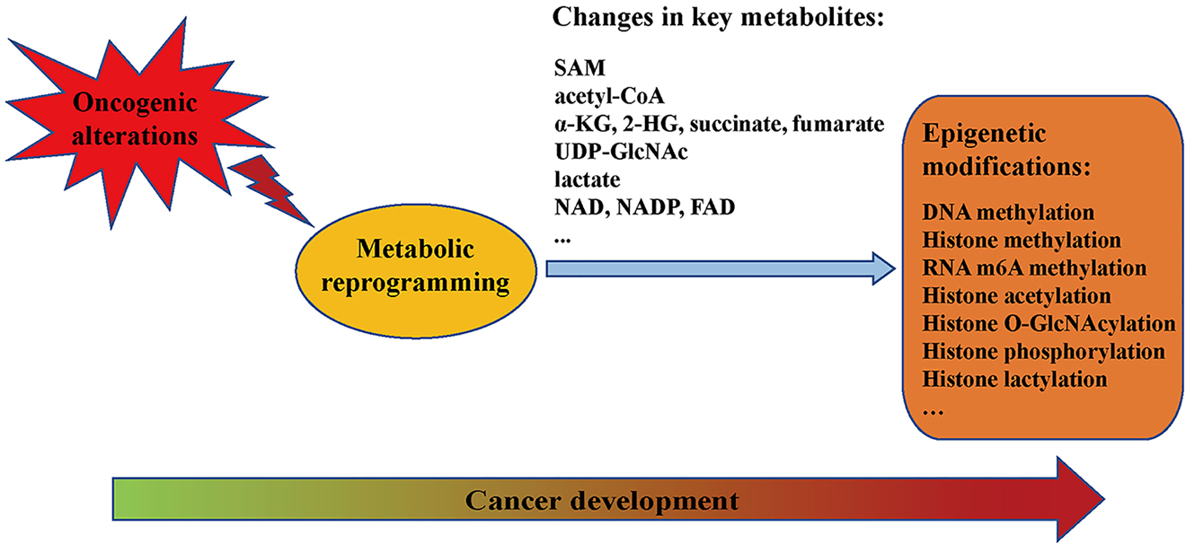 Figure 1: 
Connections between metabolic reprogramming and epigenetic modifications in cancer development. SAM, S-adenosyl methionine; α-KG, α-ketoglutarate; 2-HG, 2-hydroxyglutarate; UDP-GlcNAc, uridine diphospho-N-acetylglucosamine.
