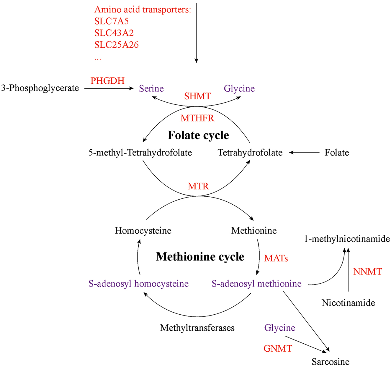 Figure 2: 
Altered S-adenosyl methionine (SAM) metabolism in cancer. SAM, a universal methyl donor for cellular methylation reactions, is produced from methionine. Folate cycle can support SAM production with serine. In addition to providing methyl group for DNA, RNA and histone methylation, SAM is also consumed by NNMT and GNMT to generate 1-methylnicotinamide and sarcosine, respectively. Red indicates altered metabolic proteins, and purple indicates the key metabolites that affect methylation modifications in cancer. SLC7A5, solute carrier family 7 member 5; SLC43A2, solute carrier family 43 member 2; SLC25A26, solute carrier family 25 member 26; PHGDH, phosphoglycerate dehydrogenase; SHMT, serine hydroxymethyltransferase; MTHFR, methylene tetrahydrofolate reductase; MTR, methionine synthase; MATs, methionine adenosyltransferases; NNMT, nicotinamide N-methyltransferase; GNMT, glycine N-methyltransferase.
