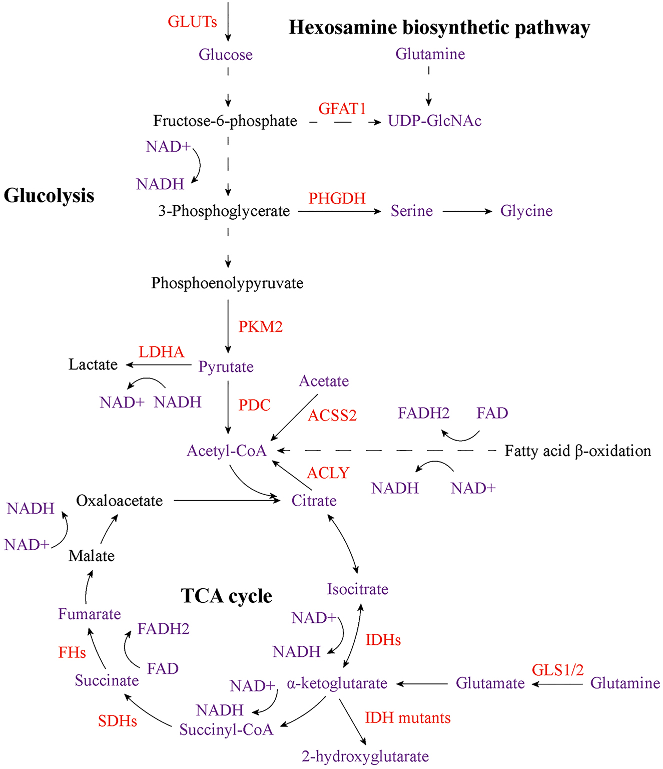 Figure 3: 
Core cellular metabolic reprogramming that contributes to altered epigenetic modifications in cancer. Changes in metabolic proteins, which play important roles in glycolysis, TCA cycle and hexosamine biosynthetic pathway, affect the abundance of key metabolites, including acetyl-CoA, α-KG, succinate, fumarate, 2-hydroxyglutarate, UDP-GlcNAc, lactate and NAD+/NADH. These alterations have significant influences on DNA, RNA and histone methylation as well as histone acetylation, O-GlcNAcylation, phosphorylation and lactylation in cancer cells. Red indicates altered metabolic proteins, and purple indicates the key metabolites that affect epigenetic modifications in cancer. GLUTs, glucose transporters; GFAT1, glutamine fructose-6-phosphate amidotransferase 1; UDP-GlcNAc, uridine diphospho-N-acetylglucosamine; PHGDH, phosphoglycerate dehydrogenase; PKM2, pyruvate kinase 2; LDHA, lactate dehydrogenase A; PDC, pyruvate dehydrogenase complex; ACSS2, acyl-CoA synthetase short chain family member 2; ACLY, ATP-citrate lyase; IDHs, isocitrate dehydrogenases; SDHs, succinate dehydrogenases; FHs, fumarate hydratases; GLS1/2, glutaminase 1 and 2.
