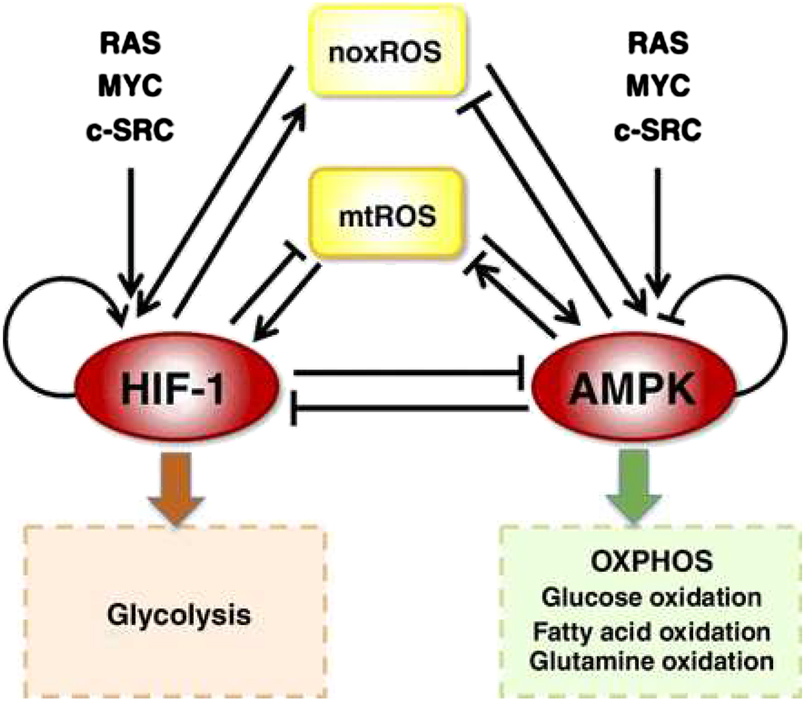 Figure 5: 
The coarse-grained the network of AMPK:HIF-1:ROS regulatory circuit. ROS represents both mtROS and noxROS. RAS, MYC, and c-SRC modulates the balance of glycolysis and OXPHOS (Image source: Yu et al. [65] with permission). noxROS, NADPH oxidase reactive oxygen species; mtROS, mitochondrial reactive oxygen species; HIF-1, hypoxia-inducible factor 1; AMPK, AMP-activated protein kinase; OXPHOS, oxidative phosphorylation.
